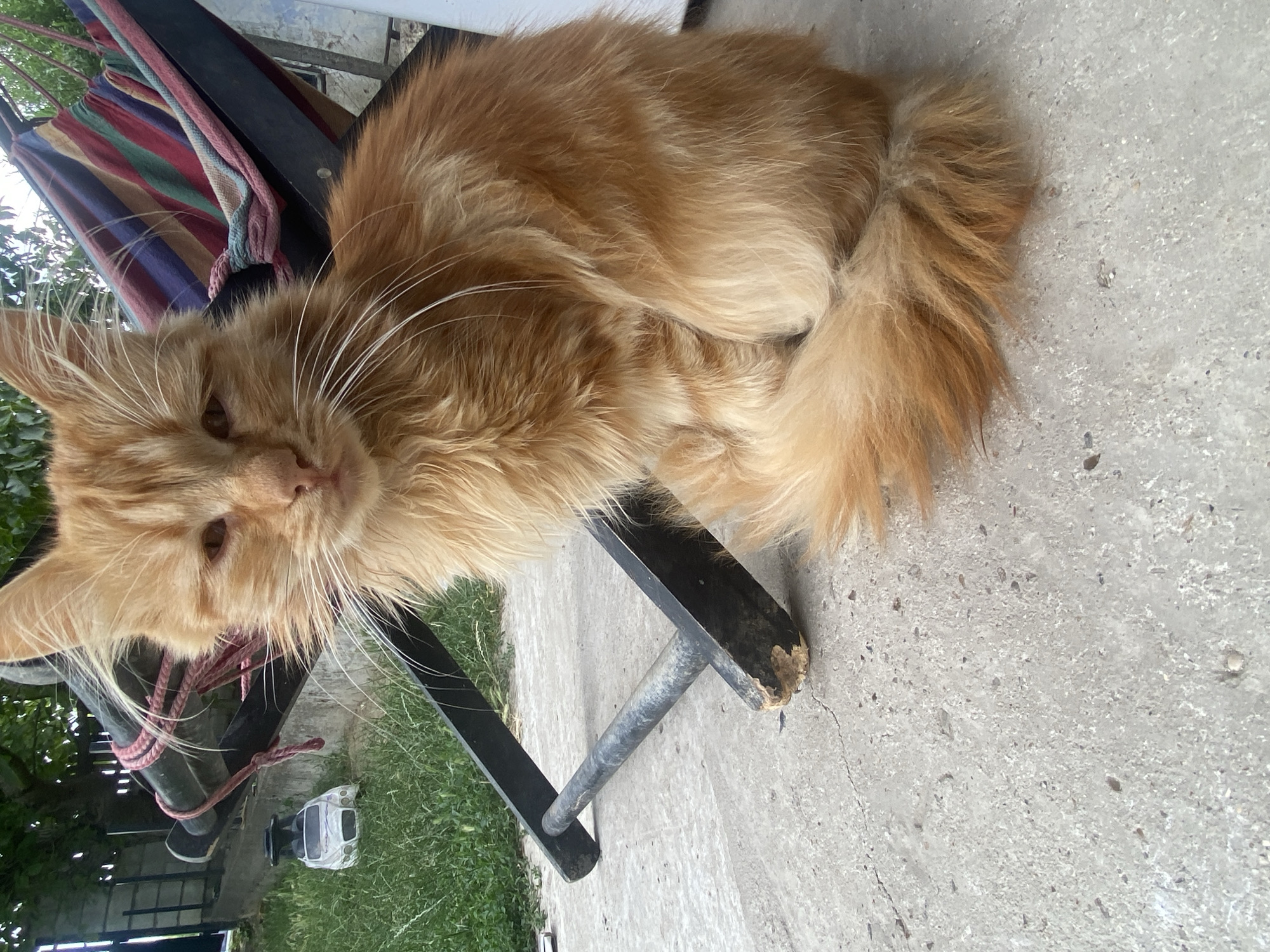 A medium-length-haired ginger cat sits on a concrete surface outdoors. The cat faces forward with its body angled to the right, and its tail is curled around its hindquarters. In the background, a multi-colored hammock is suspended from a dark-colored frame. To the left of the hammock frame, a white toy car is visible on a patch of grass. The ground is made of grey concrete with some cracks and small stones. The overall scene appears to be in a residential outdoor area in Horodca, Moldova.