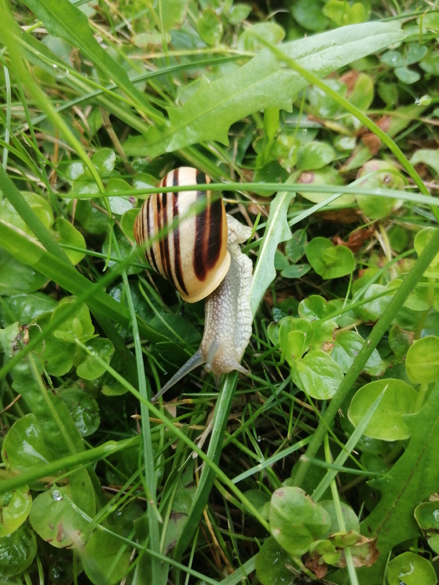A close-up, high-angle shot captures a snail with a banded shell in a grassy area. The snail's body is light gray and textured, with two visible tentacles extended forward. It appears to be moving across a leaf or blade of grass. The surrounding environment is lush and green, with various types of vegetation, some of which appear wet, possibly from rain. The lighting is natural, suggesting an outdoor setting during the day. The image does not contain any identifiable landmarks or elements that would indicate a specific location within Slonim, Belarus.