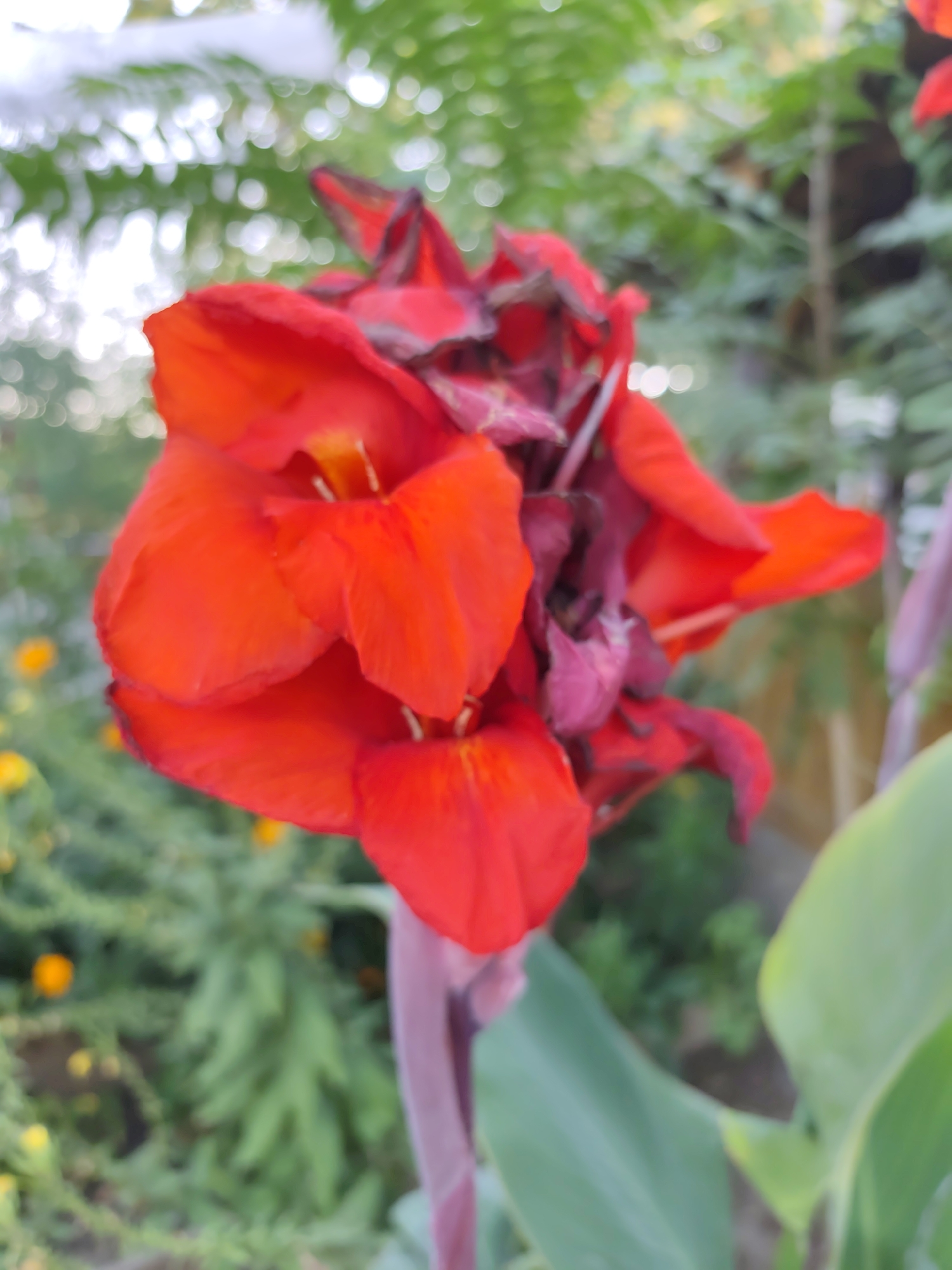 A vibrant red Canna Lily flower is the central subject of this close-up, outdoor shot. The flower is in bloom, with multiple petals unfurling. Some of the petals appear to be slightly wilted or dried, adding a touch of natural aging to the bloom. The background is a soft blur of green foliage, suggesting a garden setting, with out-of-focus hints of yellow flowers and possibly a wooden fence. The lighting appears to be natural daylight, casting soft shadows and highlighting the rich color of the flower. The scene is devoid of any people or human activity, focusing solely on the natural beauty of the Canna Lily. The image does not provide any specific clues about its location within Samsarek, Uzbekistan, beyond it being an outdoor, vegetated area.