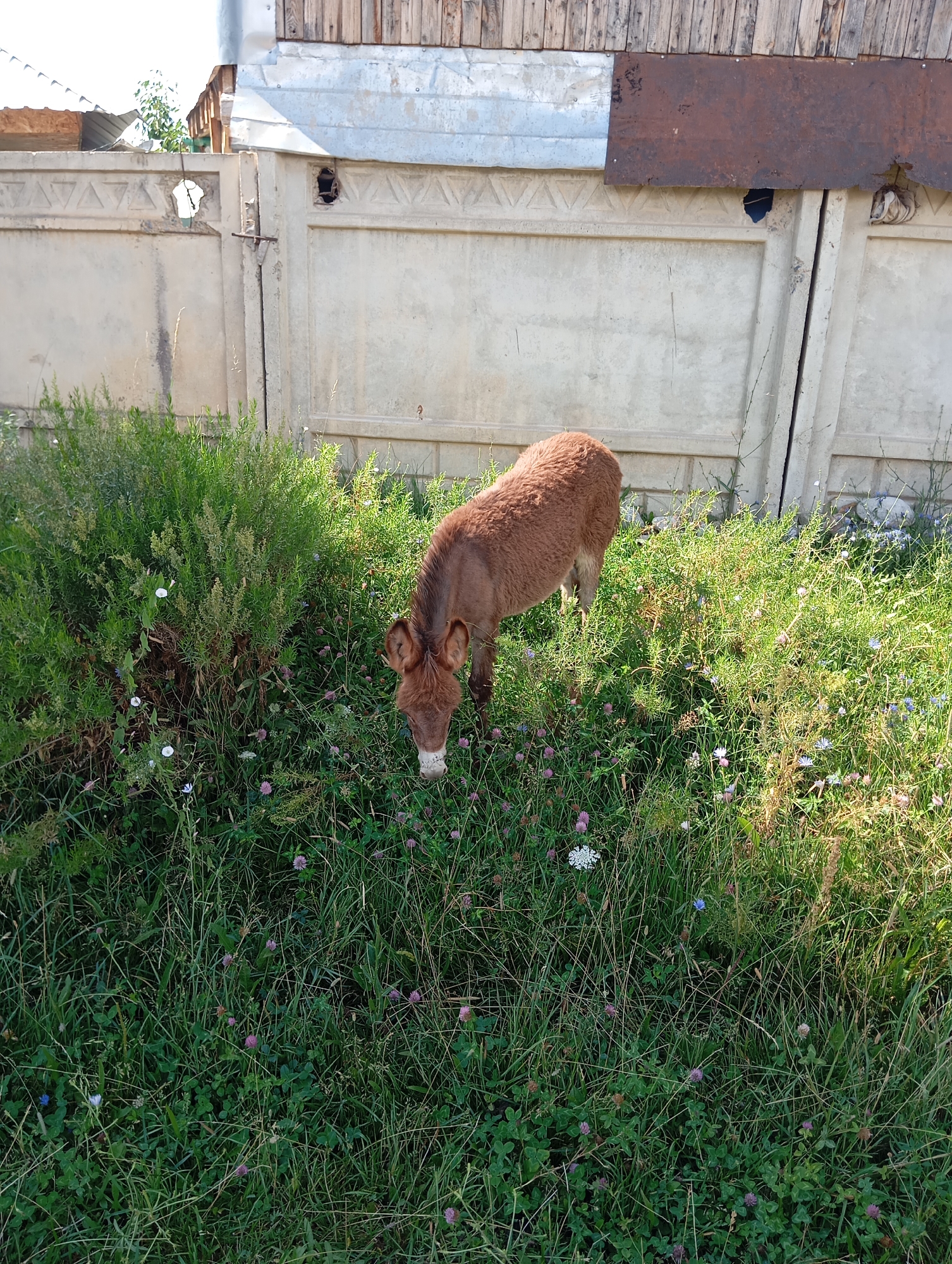 A brown donkey is grazing in a grassy field with scattered pink and white wildflowers. The donkey is facing down, eating grass. In the background, there is a weathered concrete fence and a wooden structure. The scene appears to be in an outdoor, rural setting, possibly on the outskirts of Cholpon-Ata, Kyrgyzstan, given the architectural style of the fence and building, which are common in the region. The overall lighting suggests it is daytime, likely late morning or early afternoon, with bright sunlight casting shadows.