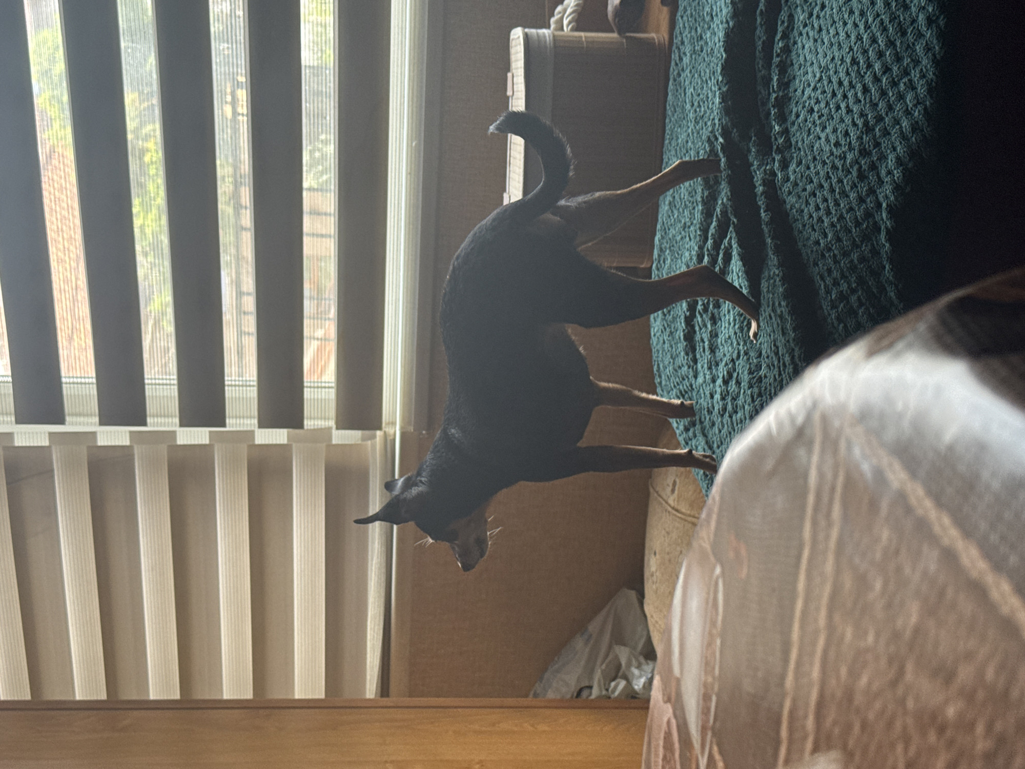 The image depicts an indoor scene, likely a bedroom, with a small, dark-colored dog standing on a dark green textured blanket. The dog is facing left, with its head slightly turned towards the left, and its tail is curved upwards. In the background, there are blinds on a window, with sunlight filtering through them, casting shadows. To the left of the dog, a wooden wardrobe is visible. A beige upholstered headboard and a plastic bag are also present in the background. The foreground is partially occupied by a brown textured surface, possibly a table or bedspread. The image does not contain any information to identify the location as Sofia, Bulgaria.