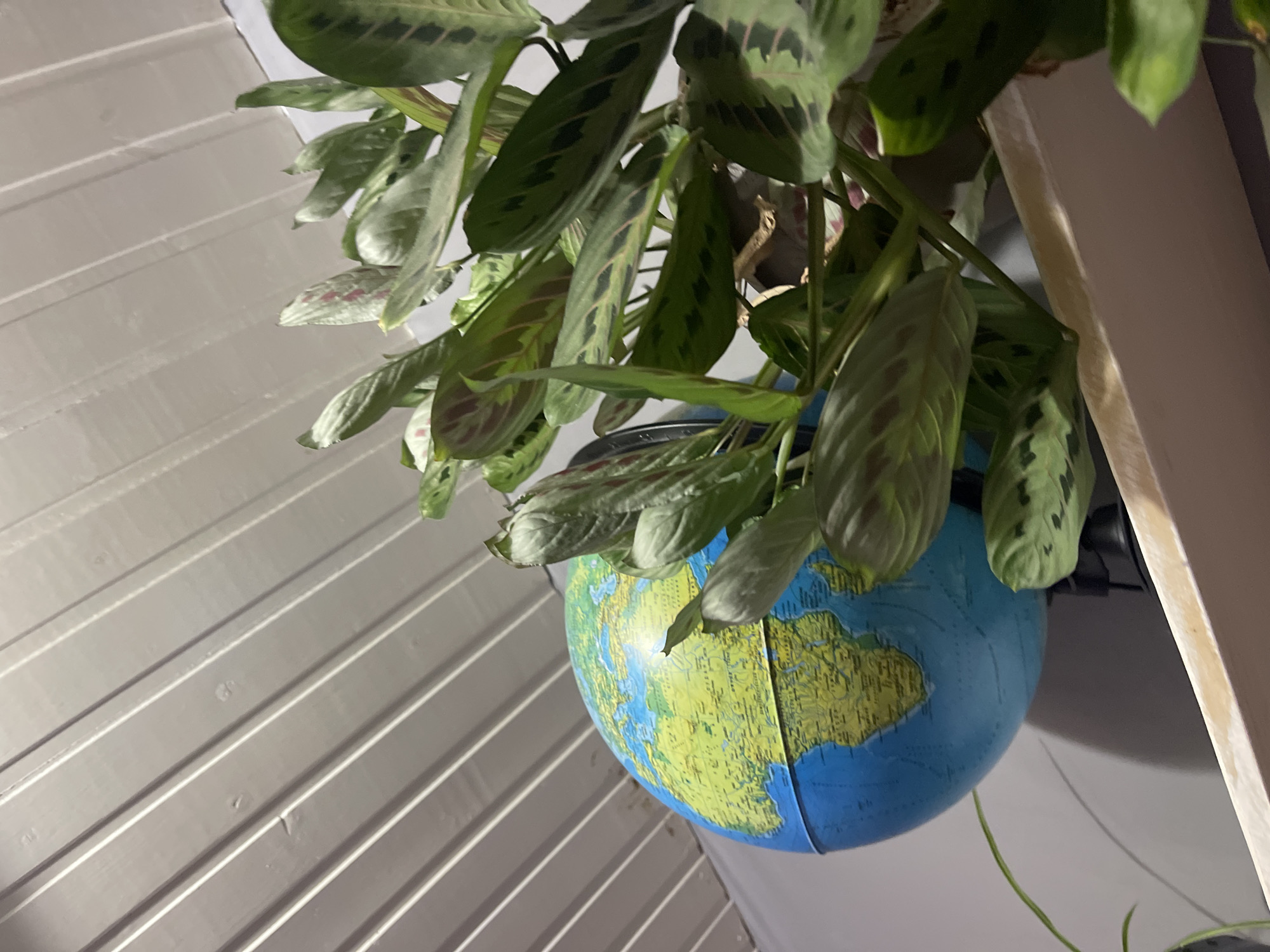 The image shows a close-up view of a globe positioned on a shelf, with a lush green plant in the foreground. The globe, which displays Africa and Europe, is blue with green landmasses and detailed geographical markings. The plant has large, patterned leaves, some of which are unfurling. The background consists of a white, slatted ceiling. The scene appears to be indoors, with artificial lighting. There are no people or visible actions in the image. The location in the city of Mineralnye Vody, Russia, is not identifiable from the visual information present in the image.