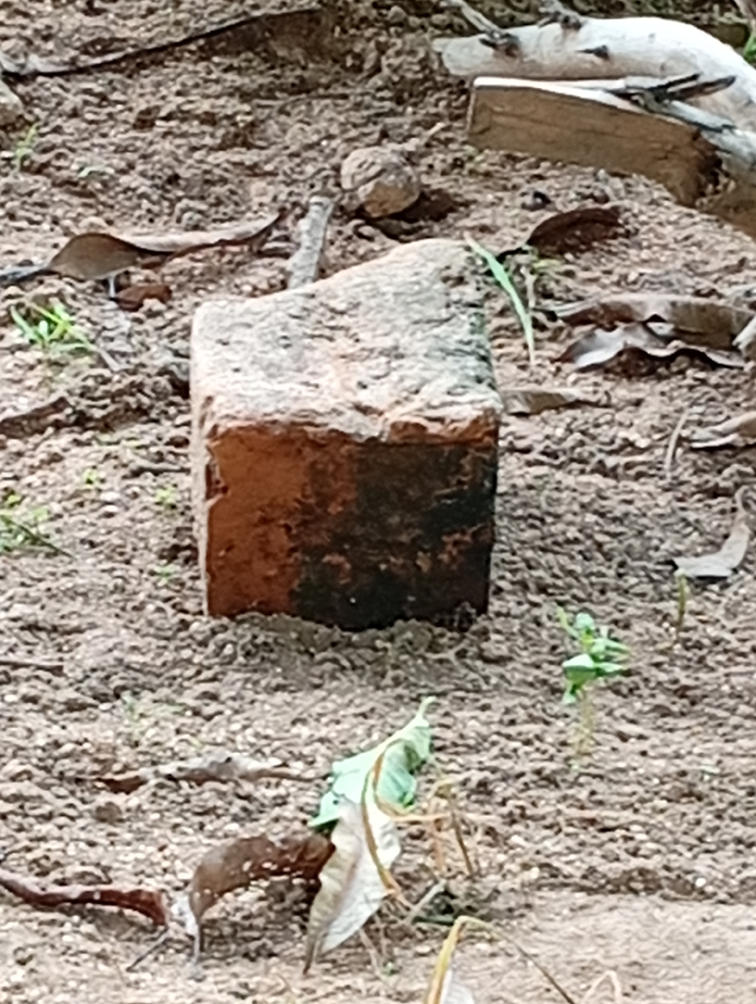 The image depicts a close-up, angled shot of a single, weathered brick lying on the ground. The brick is predominantly reddish-brown, with a darker, almost black, patch on its lower half, suggesting moisture or staining. Its surface is rough and uneven, indicating age and exposure to the elements.
The brick is set against a backdrop of dry, sandy soil mixed with small pebbles and scattered debris, including dried leaves and thin, twig-like fragments. A few small, green plants are visible, pushing through the soil in various parts of the frame, adding a touch of life to the otherwise barren ground. In the upper portion of the image, a pale, log-like object with some branches is partially visible.
The scene appears to be outdoors, likely in a natural or semi-natural environment given the earthy textures and vegetation. The lighting suggests daytime, but the time of day and weather conditions are not definitively discernible, though the dry soil might imply a lack of recent rain. There are no people present, and the overall impression is one of stillness and quiet. The focus is entirely on the solitary brick and its immediate surroundings. No text is visible in the image. The scene could be interpreted as a found object within a natural setting, or perhaps a discarded building material.
