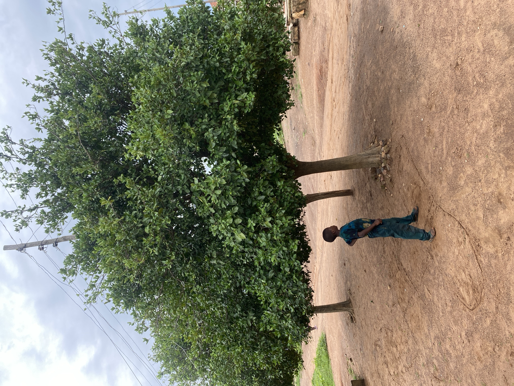 A young boy stands in an open, dusty area with a large, leafy tree overhead. He is looking up, his body angled slightly to the side, wearing a blue and green patterned shirt and matching pants. The ground is reddish-brown dirt, with some scattered rocks and a faint outline drawn on the surface near the boy's feet. The tree has a thick trunk and dense foliage, with some small green fruits visible. In the background, there are other trees and a hint of a building or structure. Overhead, a wooden pole with electrical wires is visible against a cloudy sky. The scene appears to be outdoors in a rural or semi-rural setting.