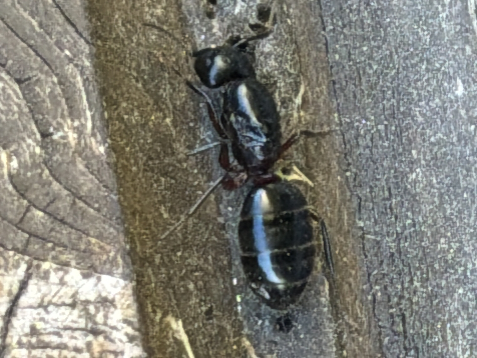 The media file shows a close-up, top-down view of a single large, black ant. The ant is positioned on a rough, textured surface, likely wood, with visible grain and cracks. The surface appears to be a light brown or gray color. The ant itself is glossy black with lighter colored markings on its head and thorax. Its abdomen is segmented and also appears glossy. The ant's legs are visible, extending to the sides. The lighting suggests it is daytime, and the overall scene is outdoors. There are no people or text visible in the image. The location context provided is Tashtagol, Russia.