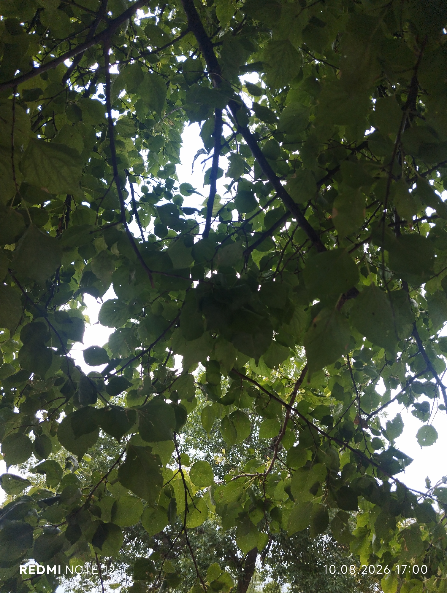 The image shows a view looking up through the canopy of green leafy trees. The branches and leaves fill most of the frame, with patches of bright sky visible through the gaps. The lighting suggests it is daytime, possibly overcast or late afternoon. In the bottom left corner, the text "REDMI NOTE 12" is visible, indicating the device used to capture the image. In the bottom right corner, the date and time "10.08.2026 17:00" are displayed, suggesting the photograph was taken on August 10, 2026, at 5:00 PM. This image does not contain information to determine its specific location within Shymkent, Kazakhstan.