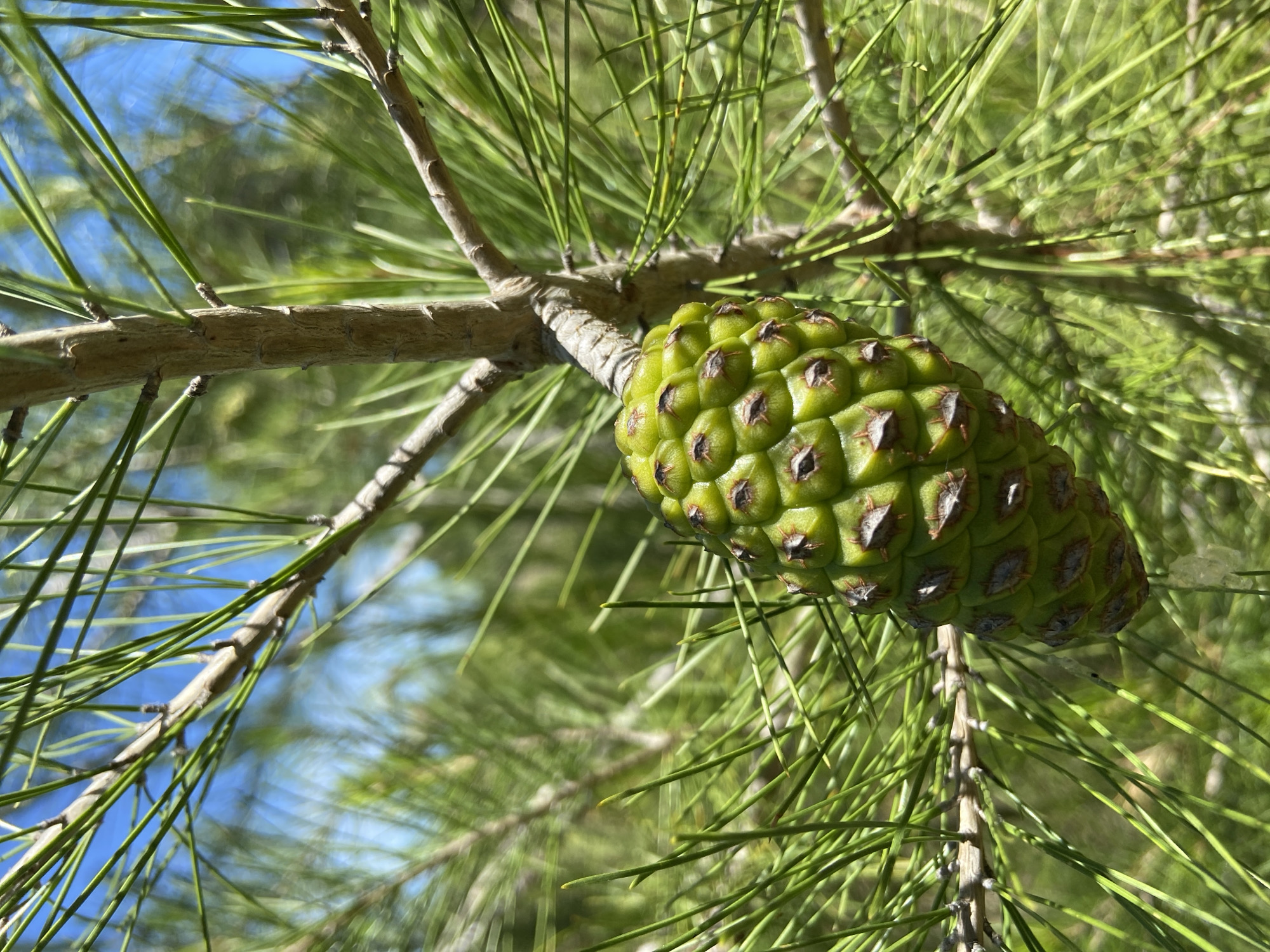 A close-up shot focuses on a green pinecone attached to a branch, surrounded by pine needles. The branch appears to be light brown and somewhat textured. The pinecone is vibrant green with visible scales and details. In the background, other branches, needles, and a glimpse of blue sky suggest an outdoor setting, likely in a wooded area. The specific location is not identifiable from the image.