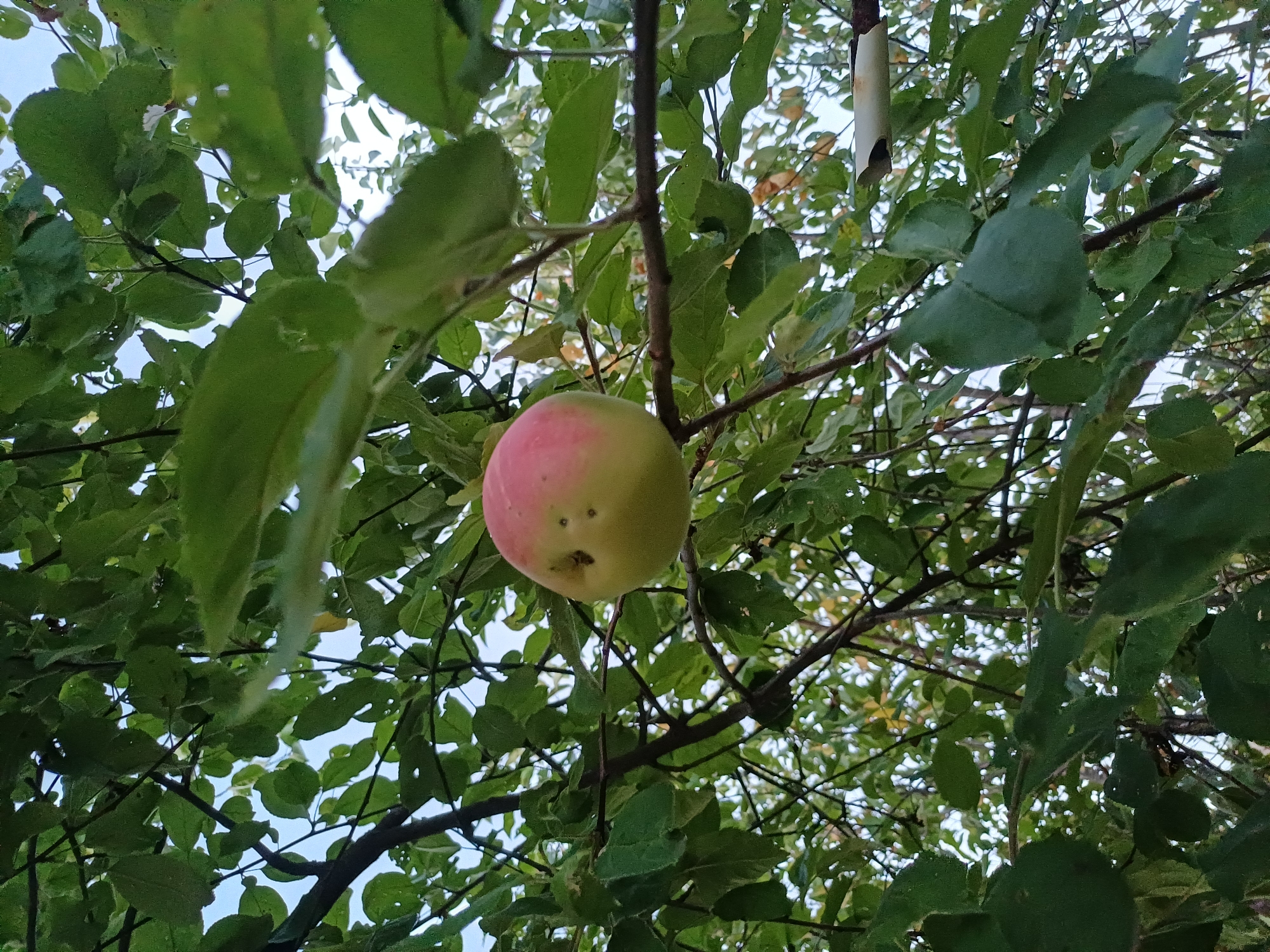 An apple hangs on a branch of a tree, surrounded by green leaves. The apple is partially red and partially green, with a few brown spots. The background is a mix of sky and more green foliage. The image appears to have been taken outdoors during the daytime. The scene is likely a garden or orchard.