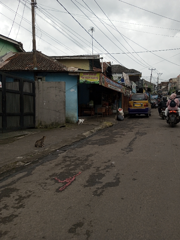The scene depicts a street view in the city of Melakudikadu, India, under an overcast sky. A two-lane asphalt road, exhibiting damp patches and a piece of red fabric-like debris in the foreground, extends into the distance.
On the left side of the road, a brown tabby cat sits on a concrete curb, facing right. Behind it, a light blue building with a red-tiled roof and a dark metal gate to its left is visible. A grey concrete partition stands in front of this building. A white cat is observed walking on the sidewalk near the building's entrance. A sign, featuring Indonesian text "AYAM BAKAR KALASAN KABITA" (Grilled Chicken Kalasan Kabita), hangs above a shopfront with visible wooden tables and goods.
On the right side of the road, a yellow and purple minivan or micro-bus is parked with its rear visible. Two white sacks rest on the ground near its front. Further down the street, a motorcycle carrying two individuals, one wearing a light pink hijab, moves away from the camera. Multiple utility poles with a dense network of overhead electrical and communication wires crisscross the sky throughout the frame. Additional buildings and vehicles are visible in the background, becoming less distinct with distance.
