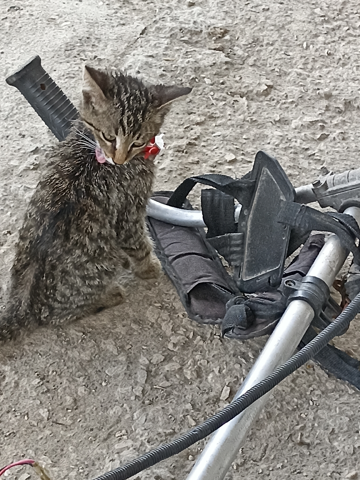A small tabby kitten with a red and white collar is sitting on a rough, grey, stony surface in Pyatigorsk, Russia. The kitten is looking down and appears to be licking its paw. To the right of the kitten is a black and grey metallic object with straps, possibly part of a piece of equipment or a vehicle. The background consists of the same stony surface.