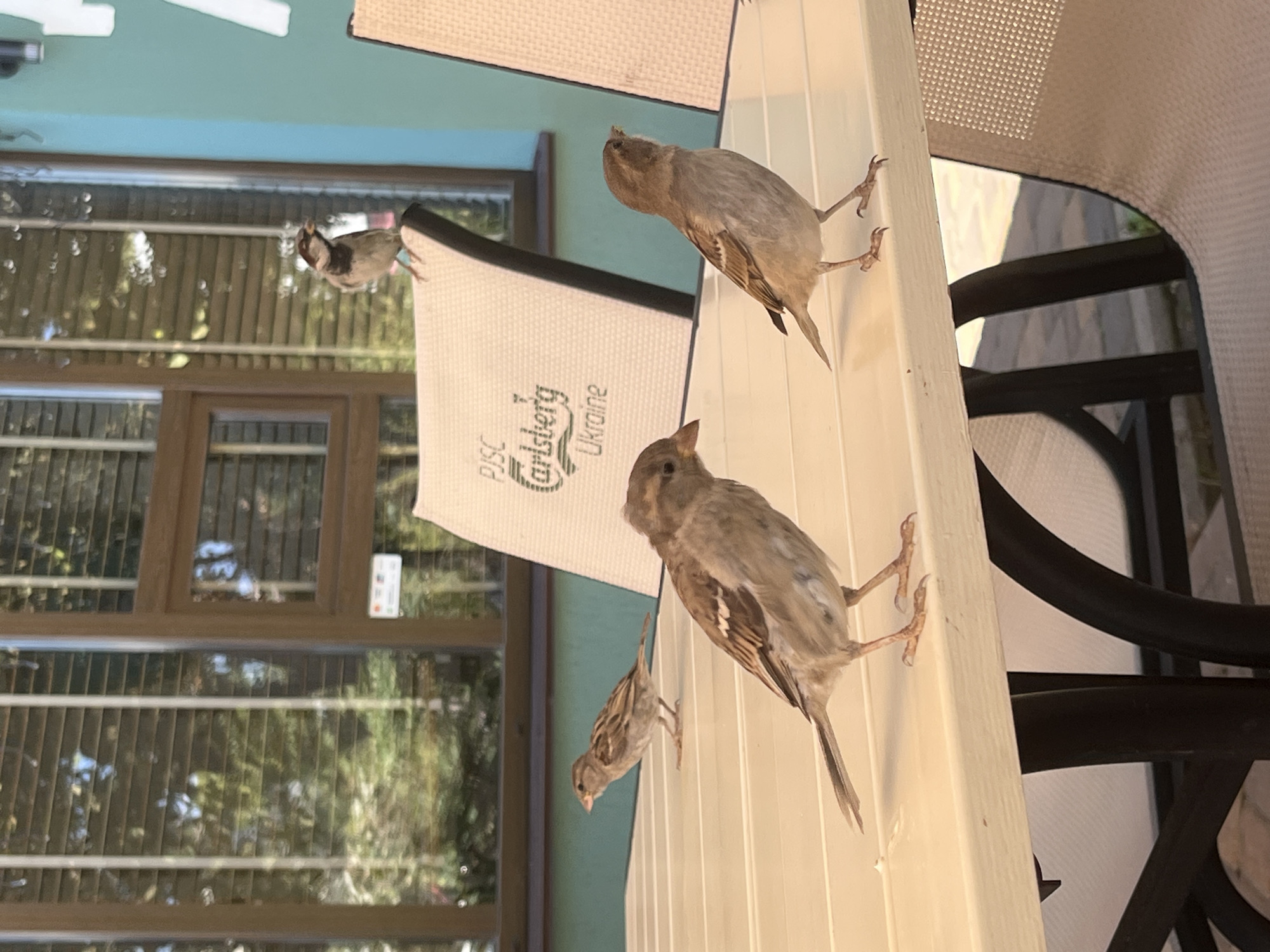 This is a medium-shot, eye-level, outdoor, natural light photograph of four sparrows on a light-colored outdoor table and chairs. One sparrow is perched on the back of a chair in the background, facing left. Another sparrow is on the table in the mid-ground, facing left, with its head turned to the right. A third sparrow is on the table in the foreground, facing left. A fourth sparrow is on the table in the left mid-ground, facing left. The table has a visible logo that reads "PISC Carlsberg Ukraine". The background consists of a window with blinds and reflections of trees and sky. The wall behind the chair is painted a light teal color. The scene appears to be in an outdoor seating area.