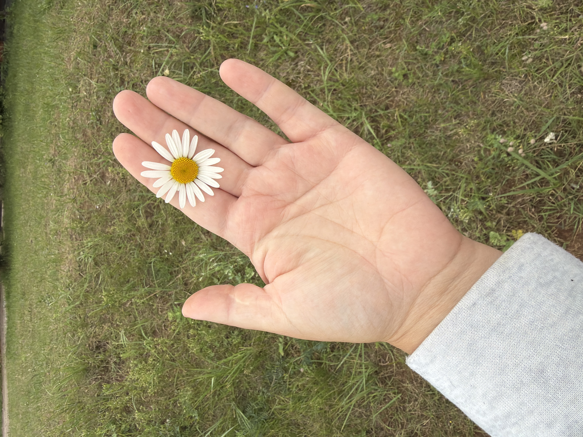 A person's hand, with a single white daisy resting on it, is held up against a blurred background of green grass and dry soil, indicative of a park or outdoor recreational area in Chaikovsky, Russia. The hand is pale with visible lines on the palm, and the daisy has delicate white petals surrounding a bright yellow center. The person is wearing a light gray, long-sleeved shirt, visible at the bottom left of the frame. The overall impression is one of a simple, natural moment captured outdoors.