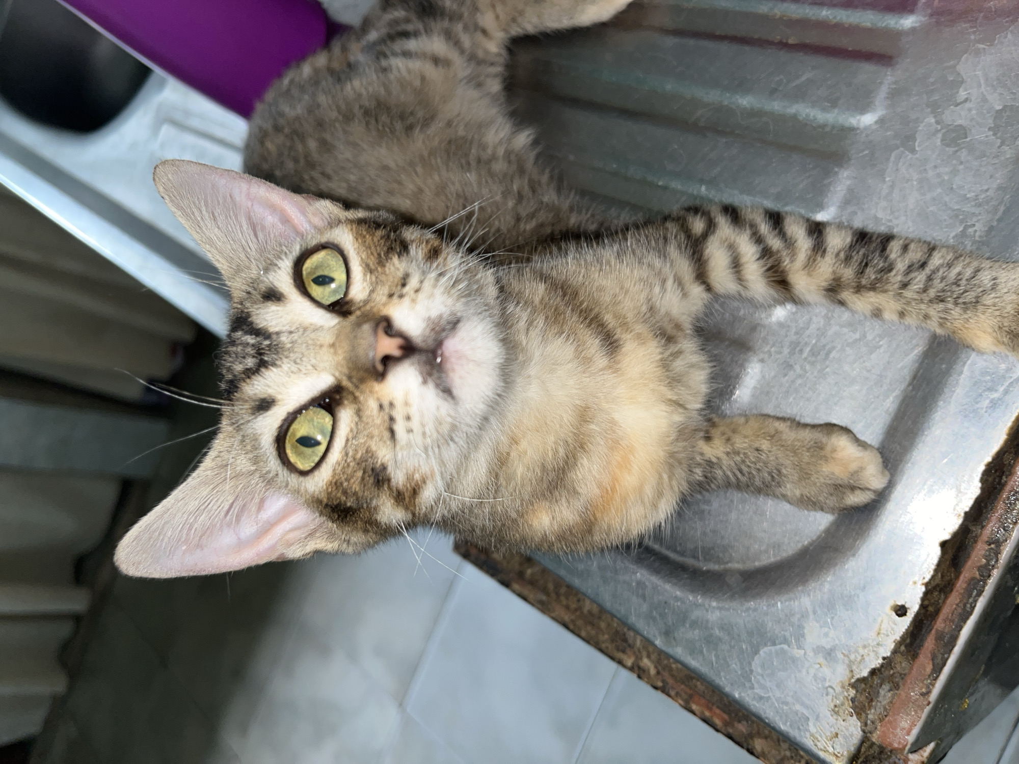 A tabby cat lies on its back in a stainless steel sink. The cat has green eyes and a light brown and gray striped coat. The sink shows signs of wear and is located in Tinaquillo, Venezuela. The environment consists of a tiled wall and a purple object above the sink.