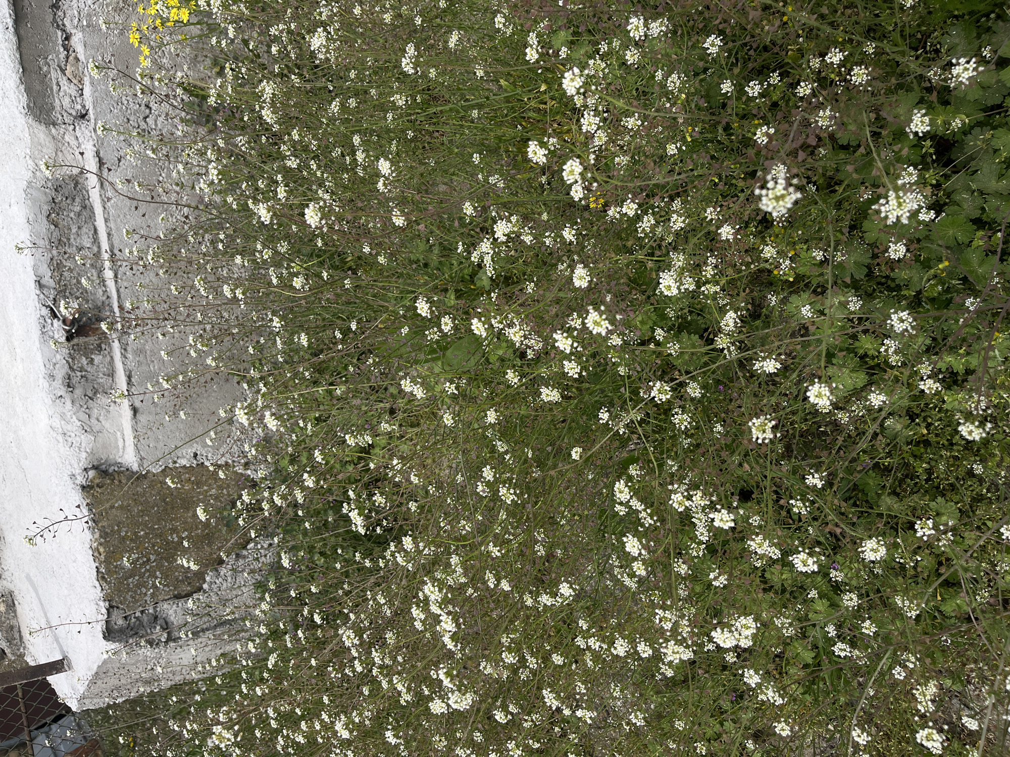 The image shows a patch of white flowers, likely weeds, growing next to a concrete structure in Lozarevo, Bulgaria. The concrete structure appears to be a staircase or retaining wall. Some yellow wildflowers can be seen amongst the white flowers. The overall scene suggests an unkempt or overgrown area.