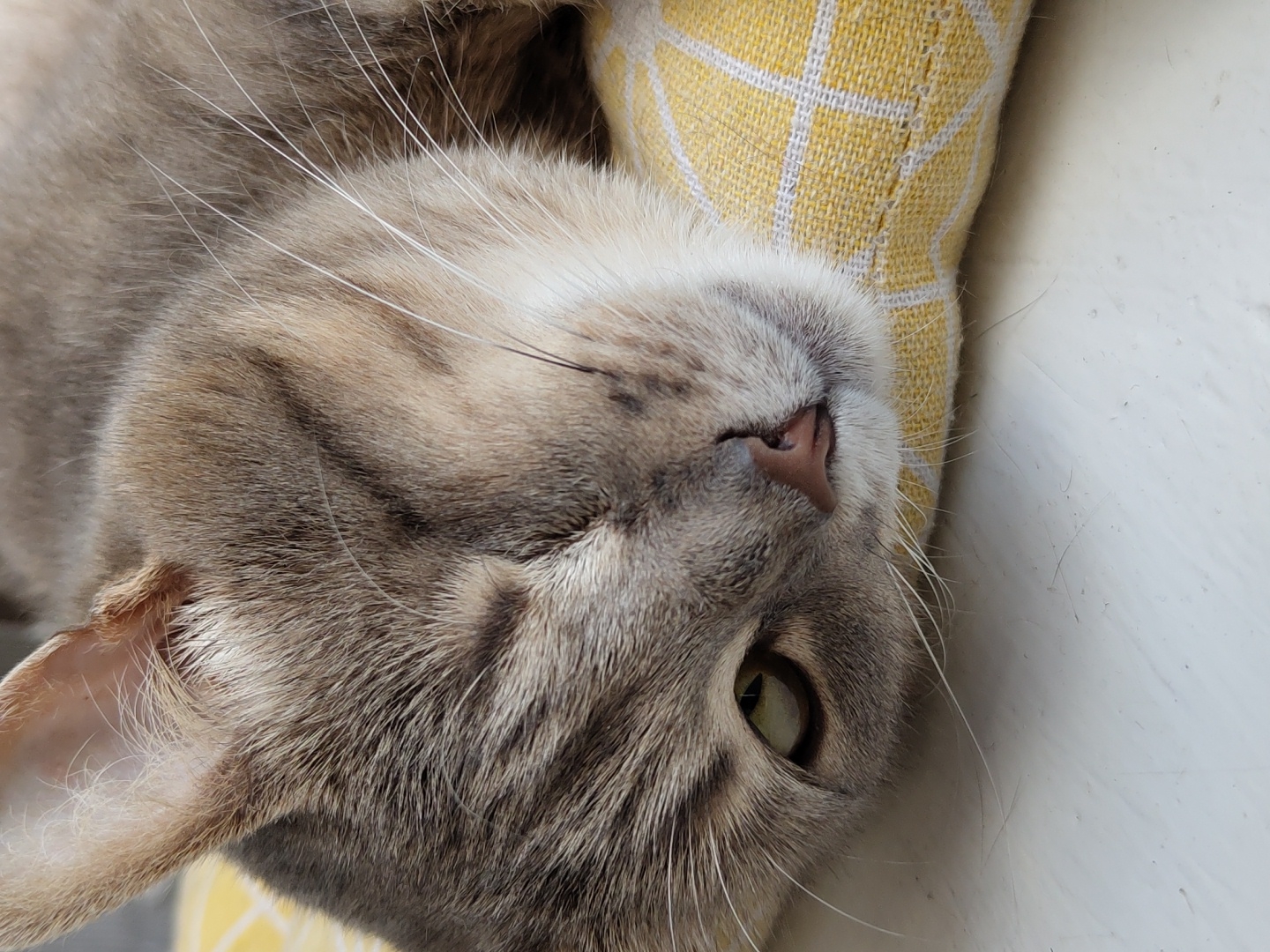 A close-up, eye-level shot shows a tabby cat lying on a yellow and white checkered pillow. The cat's head is tilted to the right, with its right eye partially closed and its left eye wide open and green. The cat's fur is a mix of gray, brown, and white, with dark tabby stripes on its forehead and cheeks. Its nose is pink and its whiskers are long and white. The background is out of focus, but appears to be a white surface, possibly a windowsill or table. The lighting is soft and natural, casting a gentle glow on the cat's face. The image evokes a sense of peace and contentment.