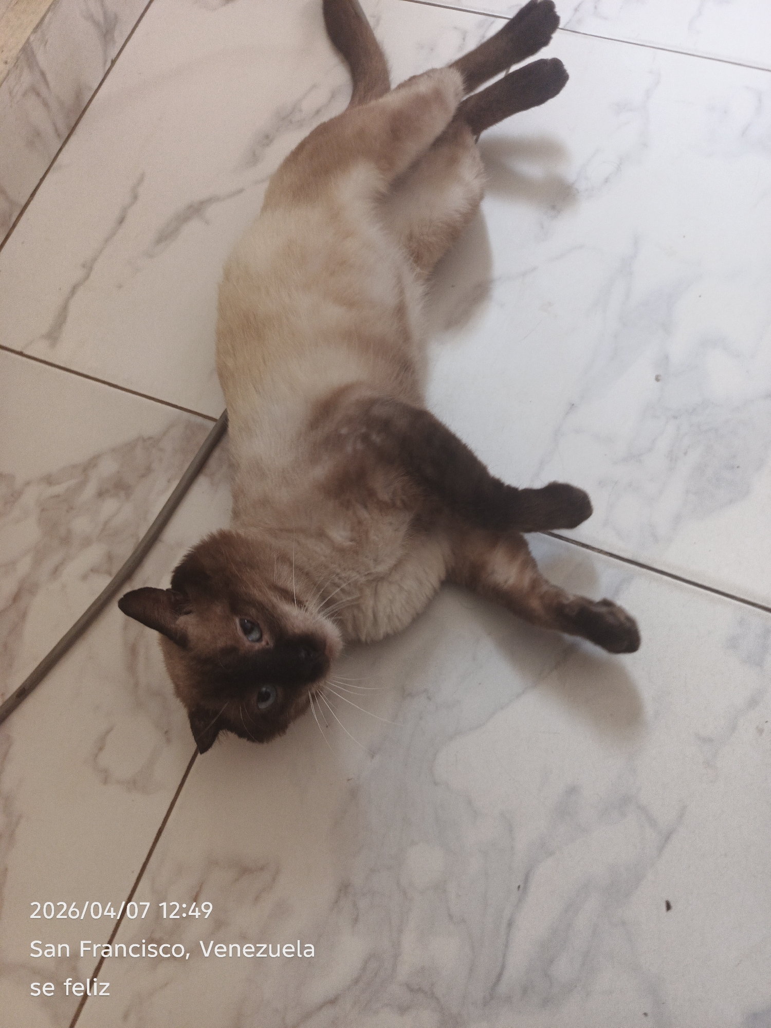 A Siamese cat lies on a white, marble-patterned tile floor. The cat is stretched out on its back with its paws in the air. The date "2026/04/07 12:49," the location "San Francisco, Venezuela," and the phrase "se feliz" are printed on the lower left of the image.