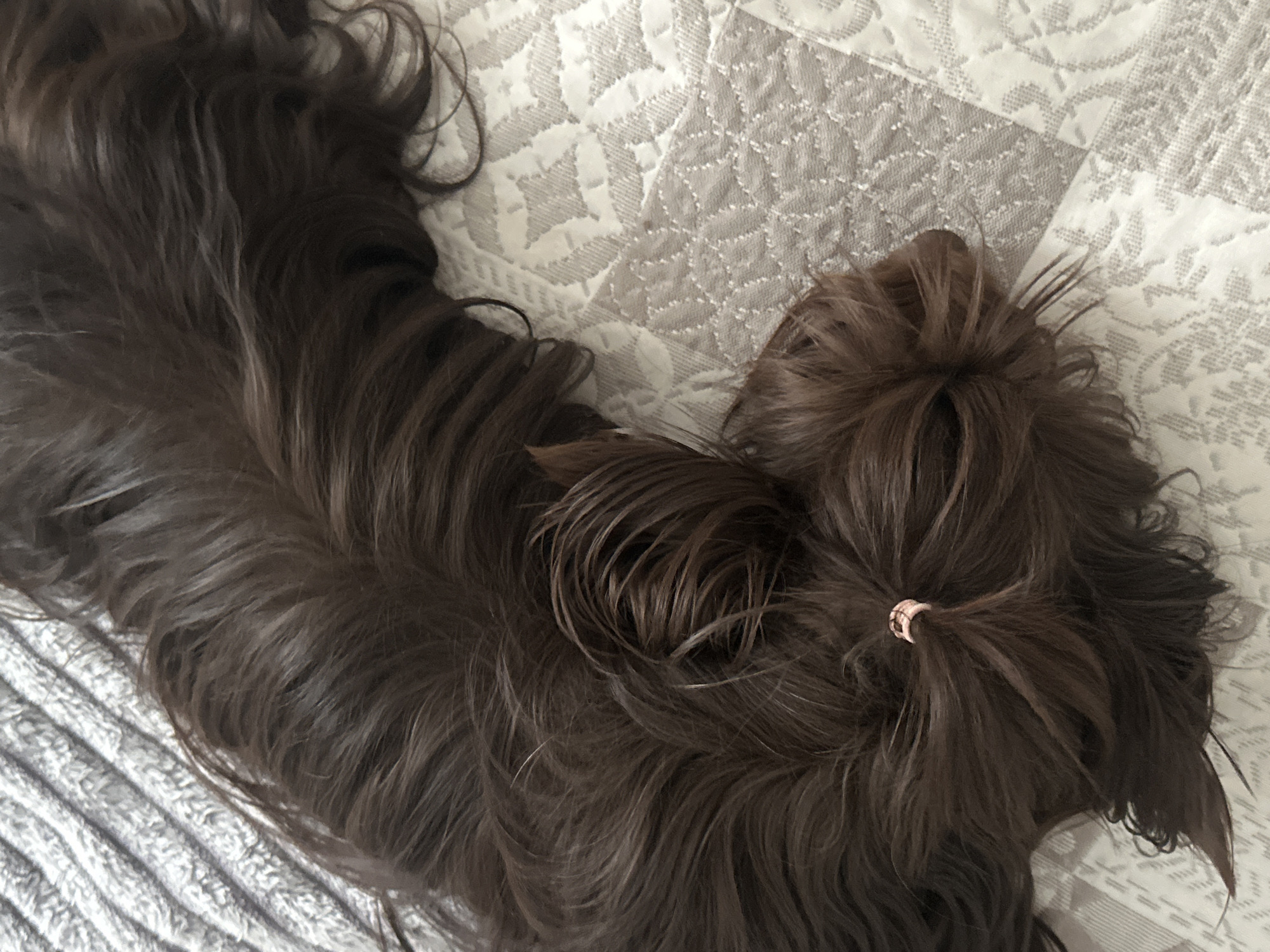 The image captures a close-up, overhead view of a dark brown, long-haired dog resting indoors. The dog's body extends diagonally across the frame, with its head positioned towards the right side. Its fur is thick and lustrous, displaying various shades of brown and subtle auburn highlights. A distinctive feature is a small section of fur on the dog's head, styled into a top knot or ponytail, secured with a small, textured, possibly rose-gold colored hair tie.
The dog is lying on a bed or sofa covered with two different textiles. The primary bedding beneath the dog features a quilted, geometric pattern in shades of white and light grey, suggesting a comforter or blanket. In the lower-left corner, a segment of another soft, ribbed or striped blanket, light grey in color, is visible. The overall scene conveys a sense of peace and domestic comfort, with the dog appearing relaxed or asleep. No activity other than resting is depicted, and there is no visible text, specific location cues beyond an indoor setting, or discernible time of day.