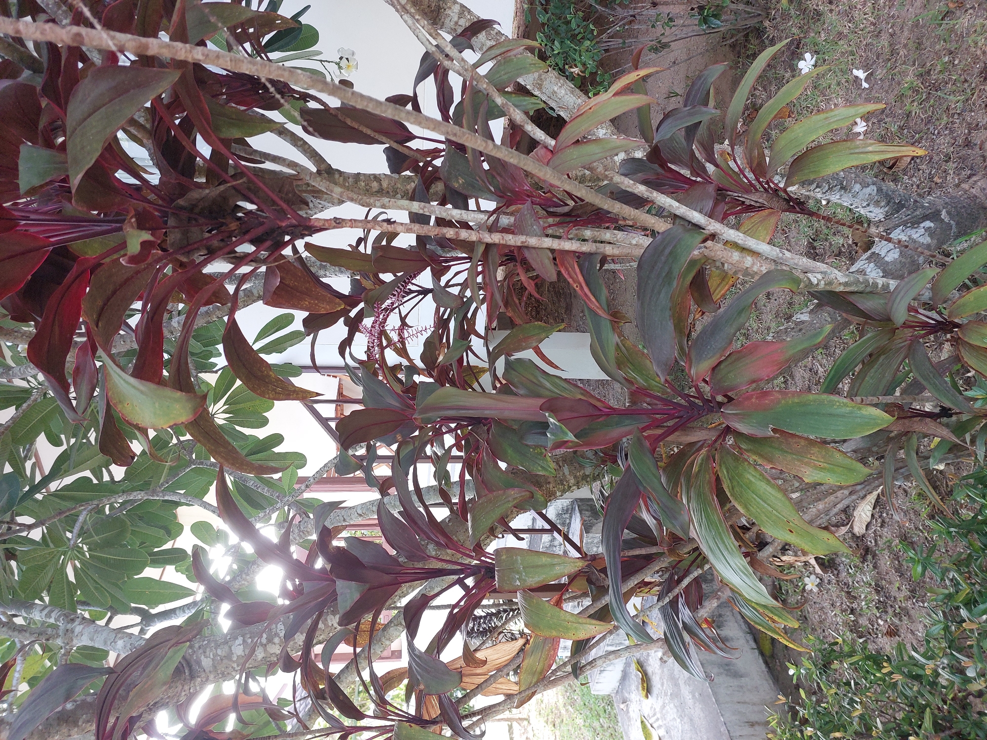 The image depicts a cluster of Cordyline fruticosa plants with deep red and green leaves, positioned in front of a light-colored building in Baan Mae Nam, Thailand. The plants are partially shaded by a tree with pale, textured bark and broad green leaves, possibly a frangipani tree. Sunlight filters through the foliage, creating bright spots in the scene. Ground cover consists of dry soil and sparse grass. In the background, a white building with a brown railing and stairs is visible, along with a small white flower on the ground near the base of the plants.