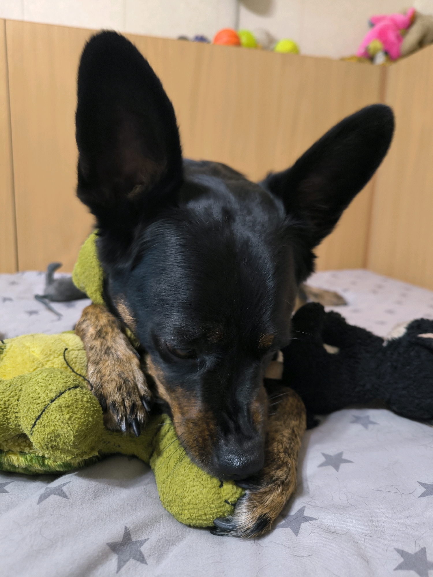 A close-up shot focuses on a black and tan dog with large ears resting its head on a bright green plush toy, with a black plush toy visible to the right. The dog is lying on a grey bedsheet with a subtle star pattern. In the background, a wooden cabinet is visible with several colorful objects, including orange, yellow, and pink toys, on top. The overall setting appears to be indoors, likely a bedroom or play area. The location is identified as Mykolaiv, Ukraine.