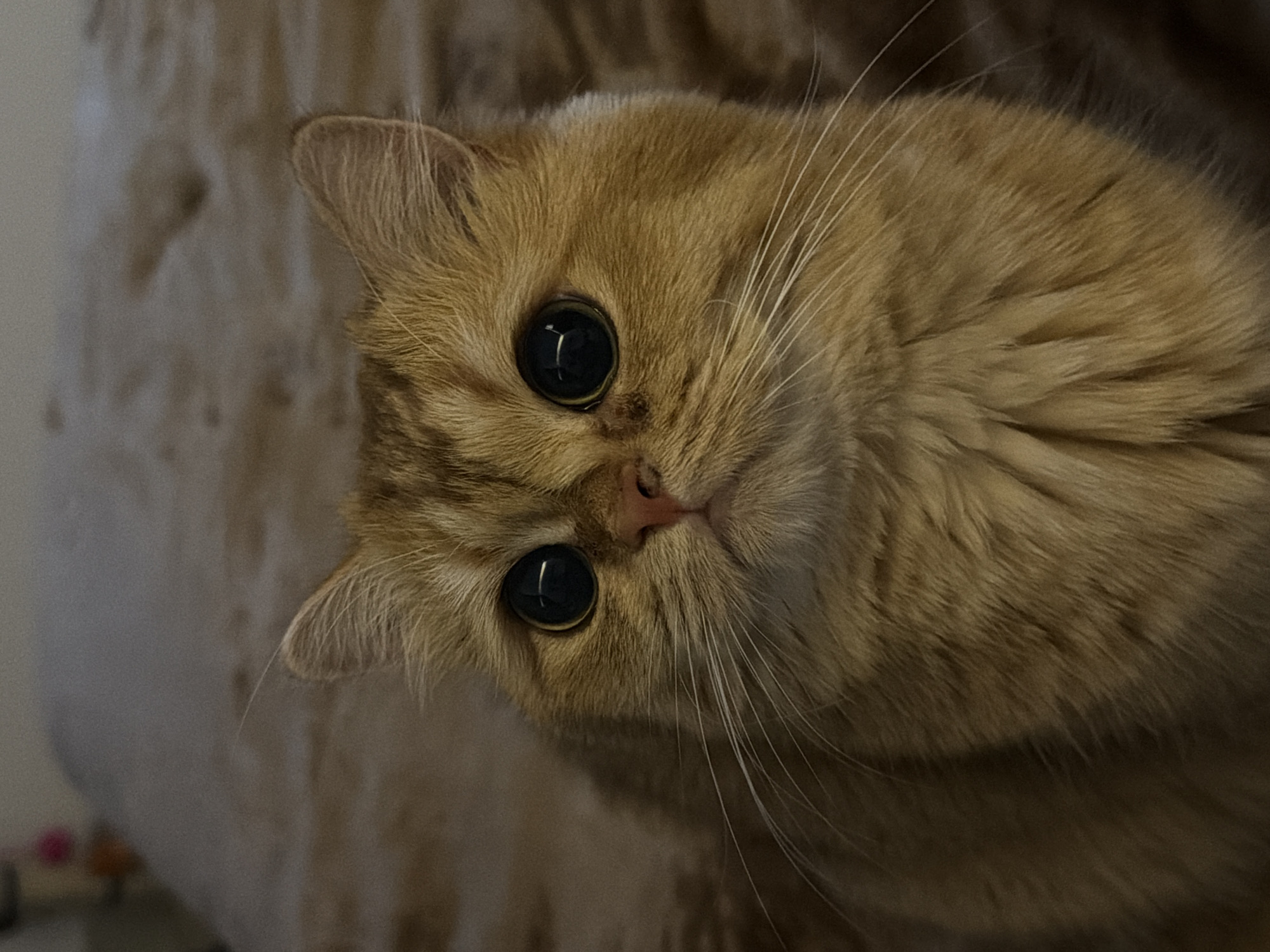 This is a close-up, eye-level photograph of a ginger-colored cat with large, dark eyes. The cat is looking directly at the camera. Its fur is fluffy and appears soft. The background is a blurry, textured surface, likely a blanket or bedspread in a muted brown or beige color. There are no discernible features of Đà Nẵng, Vietnam, in this image; it depicts an indoor domestic scene.