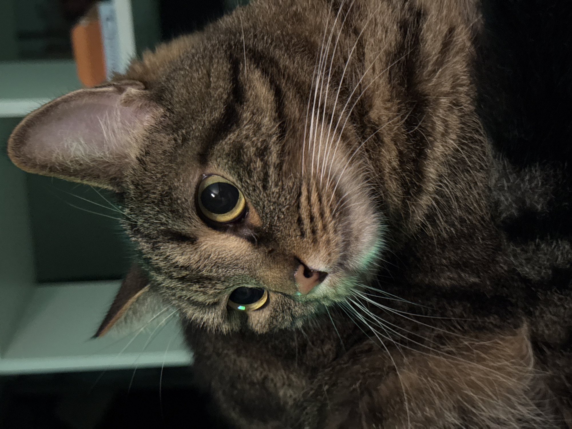 A close-up shot focuses on the face of a tabby cat. The cat has large, round, golden eyes with black pupils, and prominent white whiskers. Its fur is a mix of brown, black, and tan stripes. The cat's nose is pink, and its ears are pointed and slightly perked. A faint green reflection is visible on the cat's left eye. The background is blurred and dark, with hints of a white shelf and an orange object. The image appears to be taken indoors, possibly in a residential setting, but there are no specific indicators to suggest a location within the city of Chaikovsky, Russia.