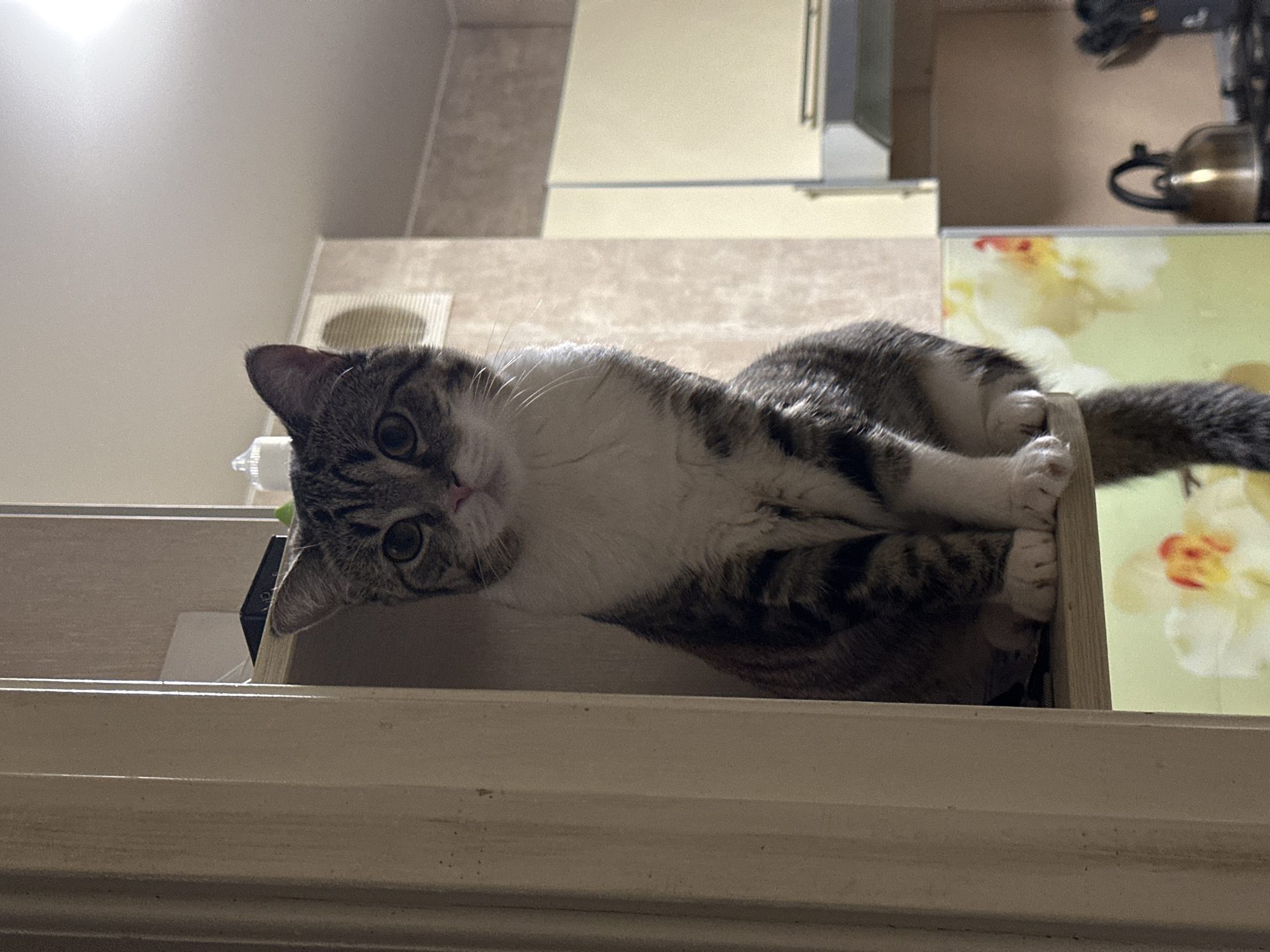 A domestic cat with tabby and white markings is perched on top of a shelf or cabinet. The cat is lying down, with its head tilted and looking directly at the camera. The background includes kitchen cabinets, a countertop with floral design, and various kitchen items. The location is Chaikovsky, Russia.