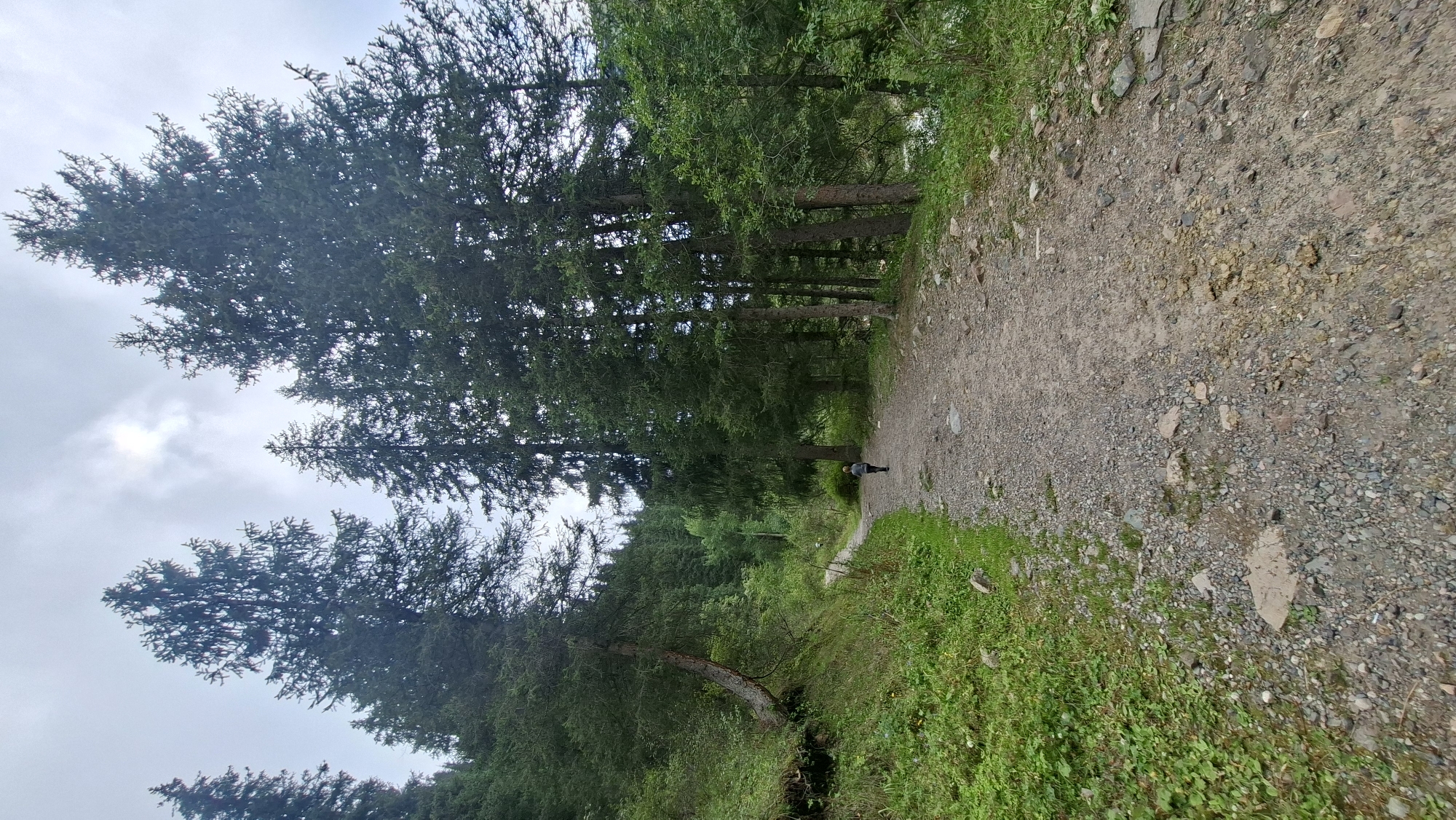 A person is walking on a gravel path through a dense coniferous forest. The path is a light brown color with scattered rocks and some patches of damp earth. The forest is characterized by tall, dark green evergreen trees with a thick canopy. Lush green vegetation, including grass and smaller plants, grows along the sides of the path and on the slopes. The sky above is overcast with some hints of sunlight breaking through. The image depicts a serene natural environment, likely a hiking trail. There is no discernible urban environment or specific location within Batan, Kazakhstan visible in the image.