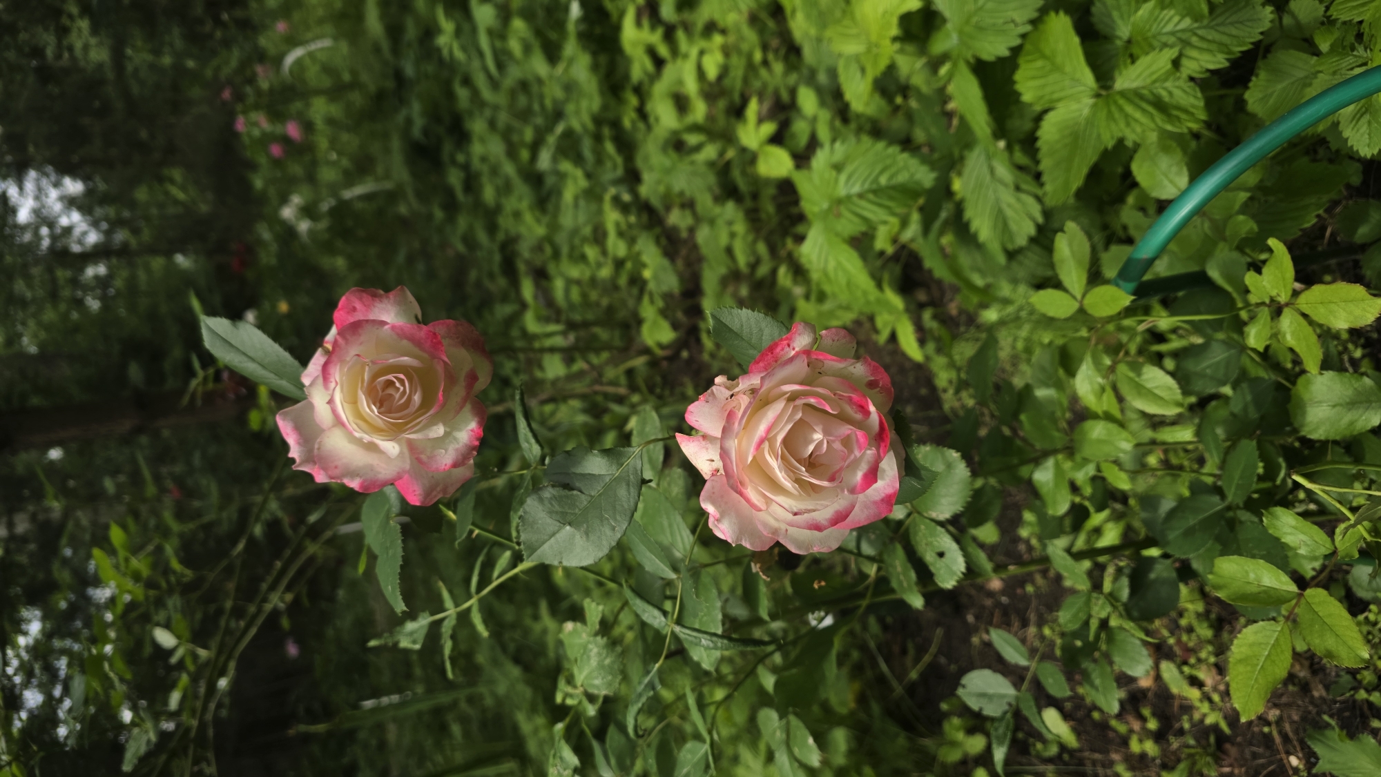 Two bi-colored roses, white with pink edges, bloom in a garden surrounded by lush green foliage. The roses are positioned centrally in the frame, with the upper rose slightly higher and to the right of the lower rose. The background is a dense collection of green leaves and plants, with hints of trees and other flowers visible in the distance. A curved green garden hose is visible in the lower right corner of the image. The image appears to be taken in a natural outdoor setting.