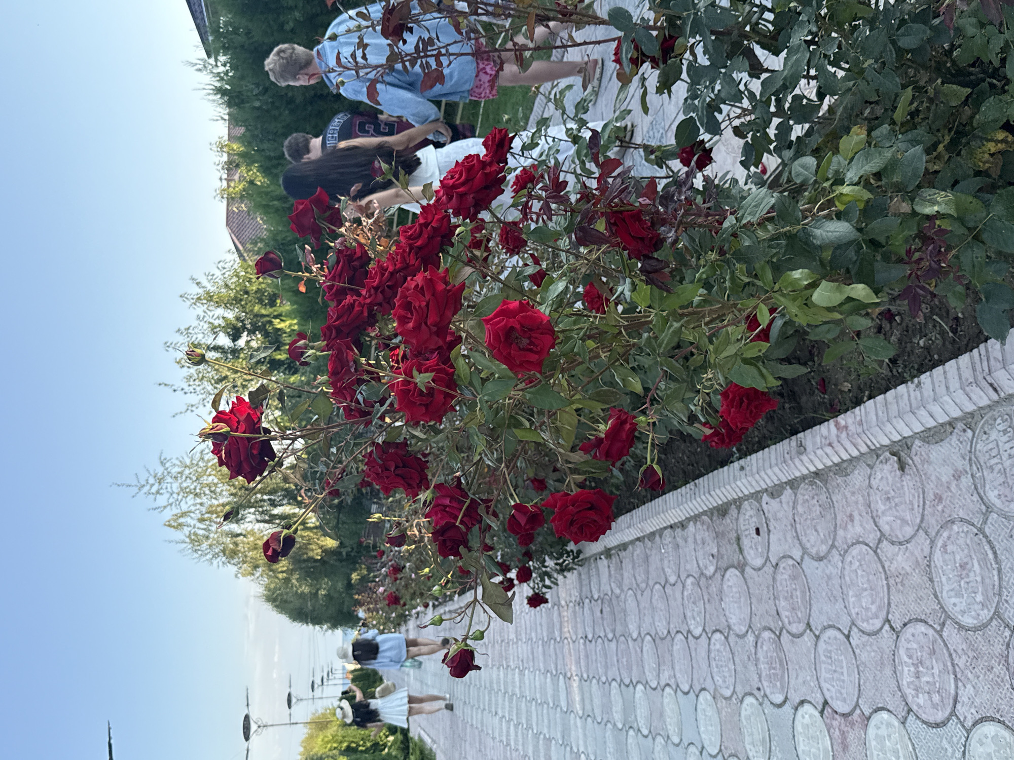 The image shows a pathway lined with red roses in Sary-Oy, Kyrgyzstan. In the foreground, a dense bush of vibrant red roses is in bloom, with some buds also visible. The pathway is paved with light-colored circular tiles arranged in a repeating pattern, bordered by a low concrete structure. On the pathway, two individuals, appearing to be young women wearing hats, are walking away from the camera, one in a white dress and the other in a blue top and white skirt. Further down the path, a group of three people, two young men and a young woman, are walking in the same direction. The environment appears to be a park or garden area, with lush green trees and foliage in the background, and residential buildings with tiled roofs visible beyond the trees. The sky is clear and blue, suggesting it is daytime.
