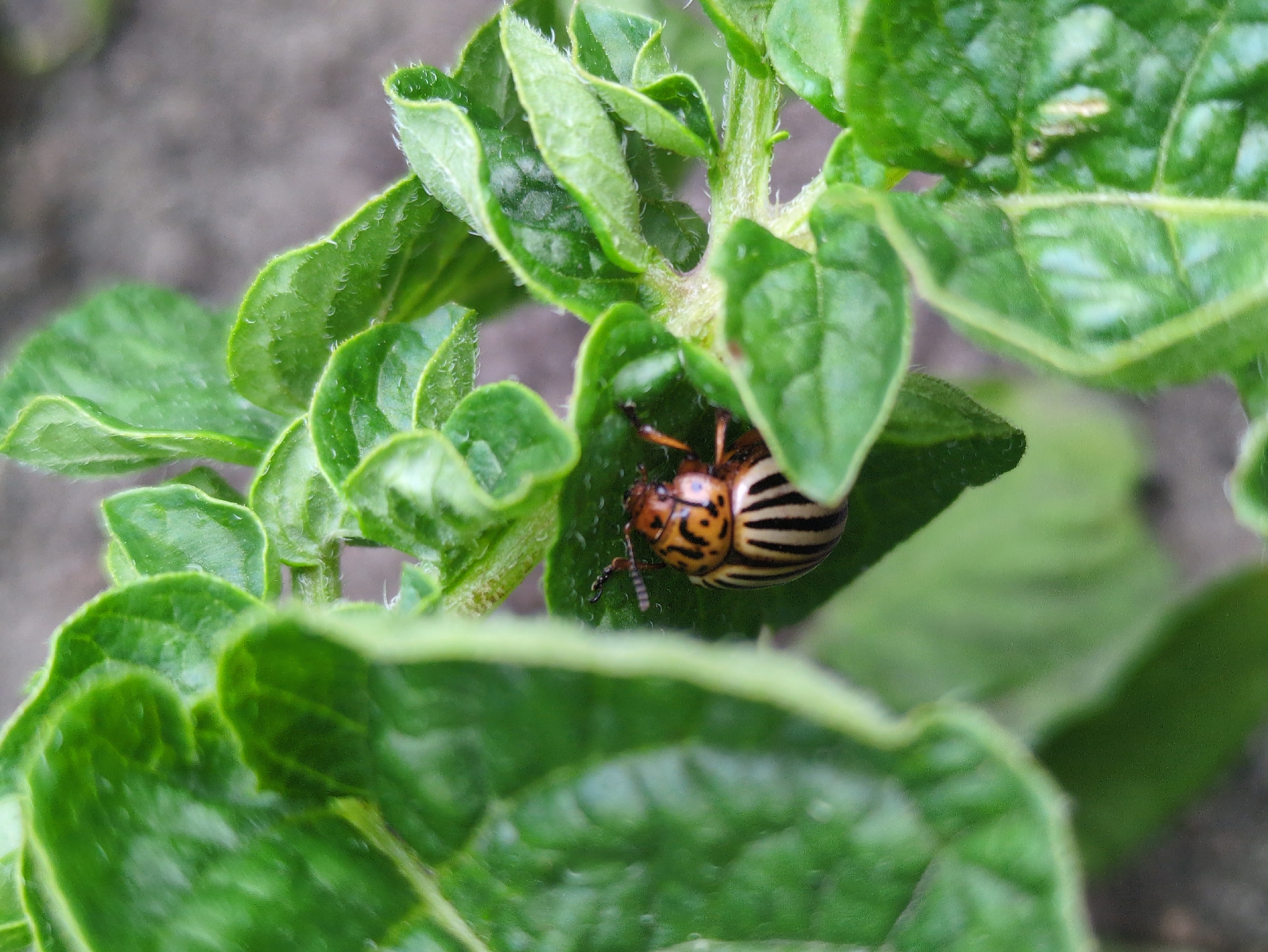 A close-up, vertical, eye-level shot captures a Colorado potato beetle perched on a bright green potato leaf. The beetle, with its distinctive orange and black stripes, is positioned slightly right of the center, its body angled towards the lower right. The leaf it rests on is part of a lush, green plant, with other leaves blurring into the background, creating a shallow depth of field. The surrounding environment is indistinct, appearing as a gray, textured surface, possibly soil or gravel. The lighting is natural, with soft illumination highlighting the textures of the leaves and the beetle's carapace. The image conveys a sense of nature, focusing on the detail of the insect and its immediate surroundings. There are no people visible in the image. The image does not provide any specific information that could be used to determine its location in Kulebaki, Russia, or any other city.