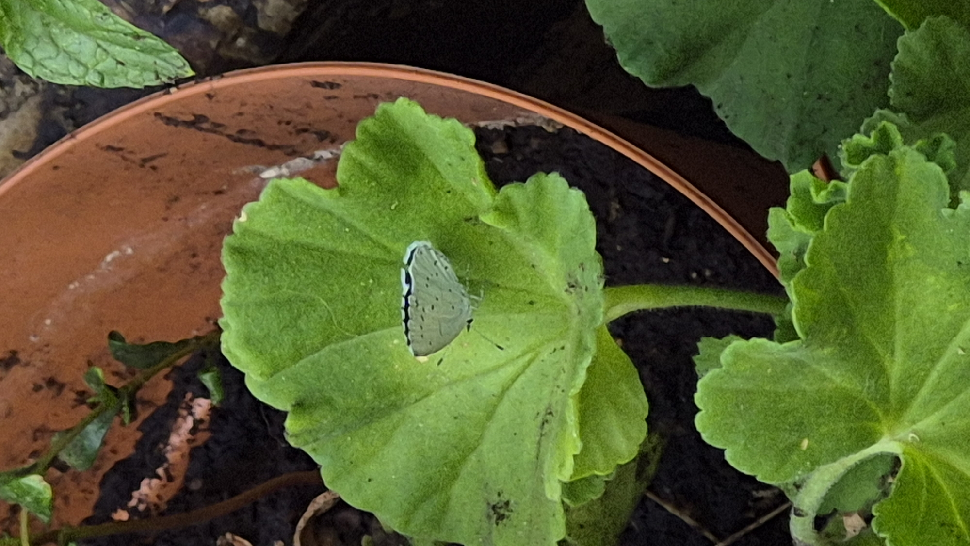 A small, pale blue butterfly with black markings on its wings rests on a vibrant green leaf. The leaf is large and lobed, with a serrated edge, and appears to be part of a potted plant. The pot itself is a terracotta color and is partially visible in the background, along with dark soil. The overall scene suggests an outdoor setting, possibly a garden or balcony, in an urban environment, though specific location details are unavailable.