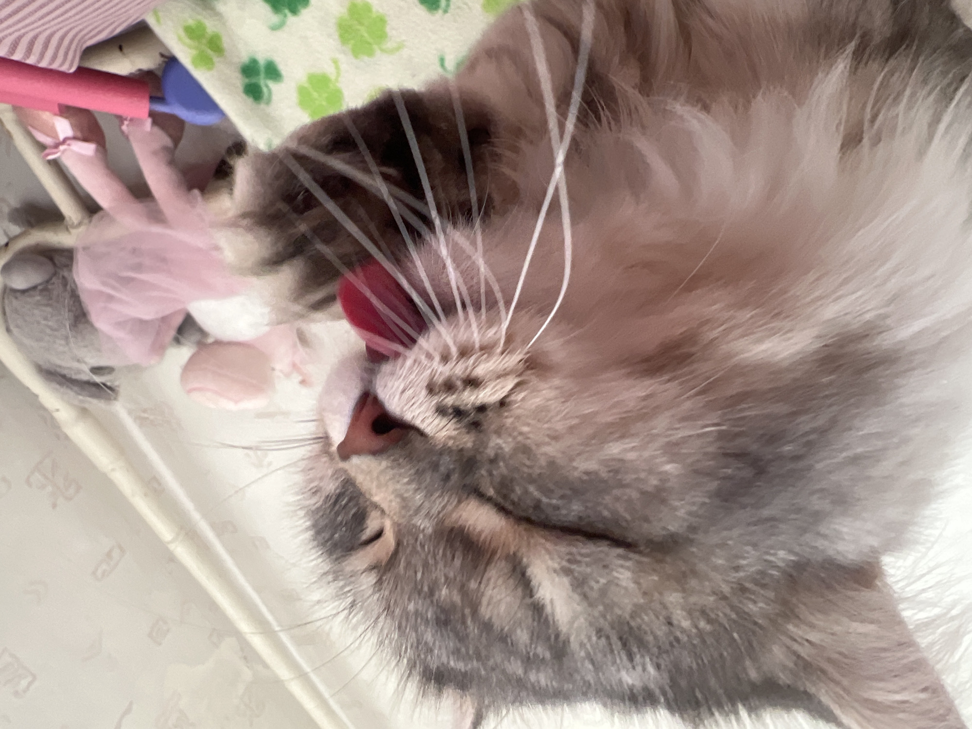A close-up, tilted image shows a cat licking its nose with a pink tongue. The cat is gray, white, and brown with long white whiskers. In the background are toys, including a stuffed animal with a pink tutu and a green blanket with clover patterns. The location is Chaikovsky, Russia.