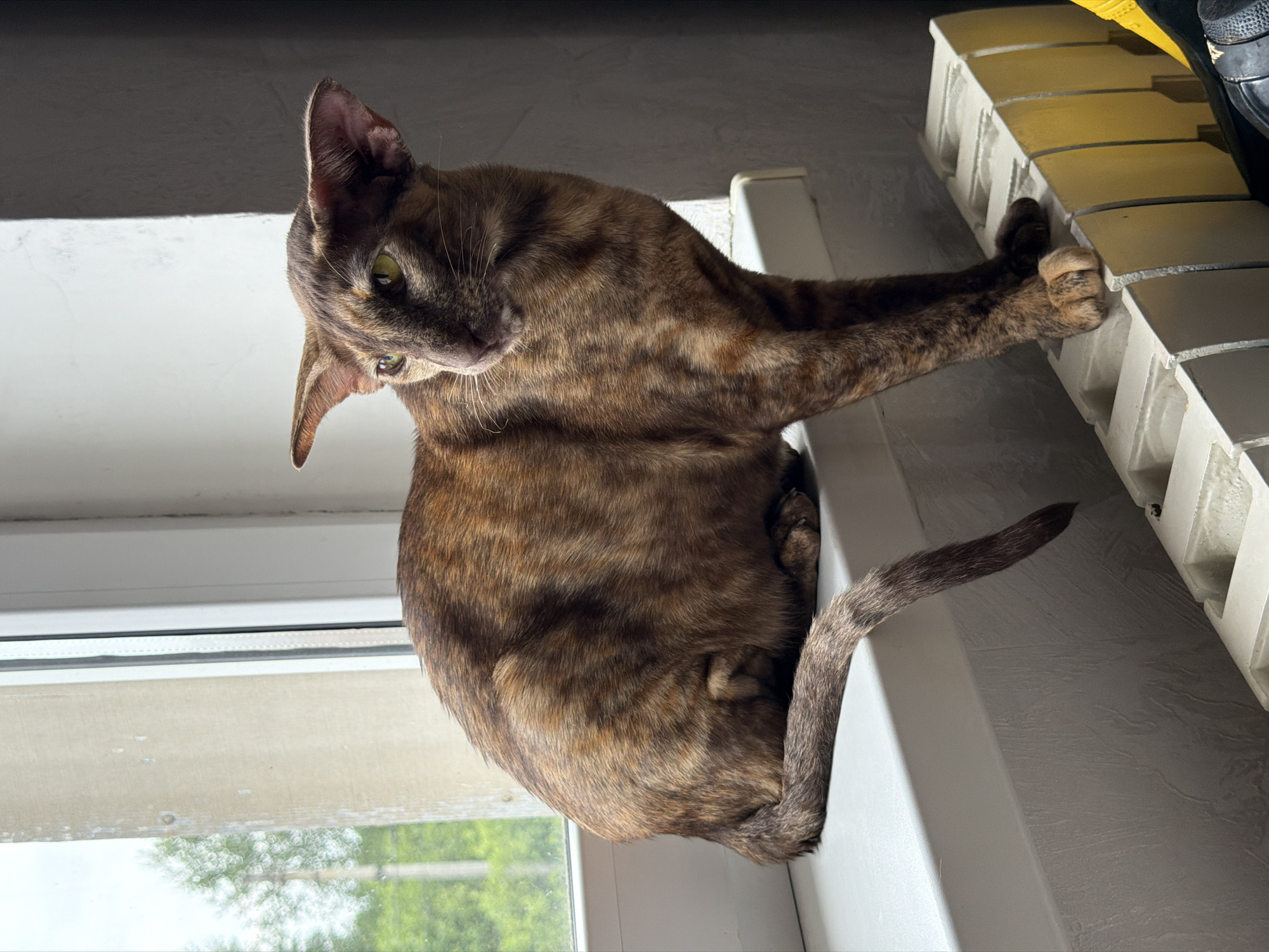 A tortoiseshell cat with distinctive tabby markings is perched on a windowsill, its body curled slightly. The cat's gaze is directed to its left, with its head turned back to observe something out of frame. One of its front paws is extended, resting on a white radiator with yellow accents. The radiator appears to be part of a heating system, suggesting the image was taken indoors during a cooler season.
The scene is lit by natural light streaming in from a window to the cat's left, casting shadows across the room. Through the window, blurry green foliage is visible, indicating the presence of trees or bushes outside, likely implying daytime. The overall atmosphere is calm and domestic, with the cat seemingly comfortable and at ease in its surroundings. The location context of Chaikovsky, Russia, suggests a potentially cold climate where indoor heating would be utilized. There is no visible text in the image.