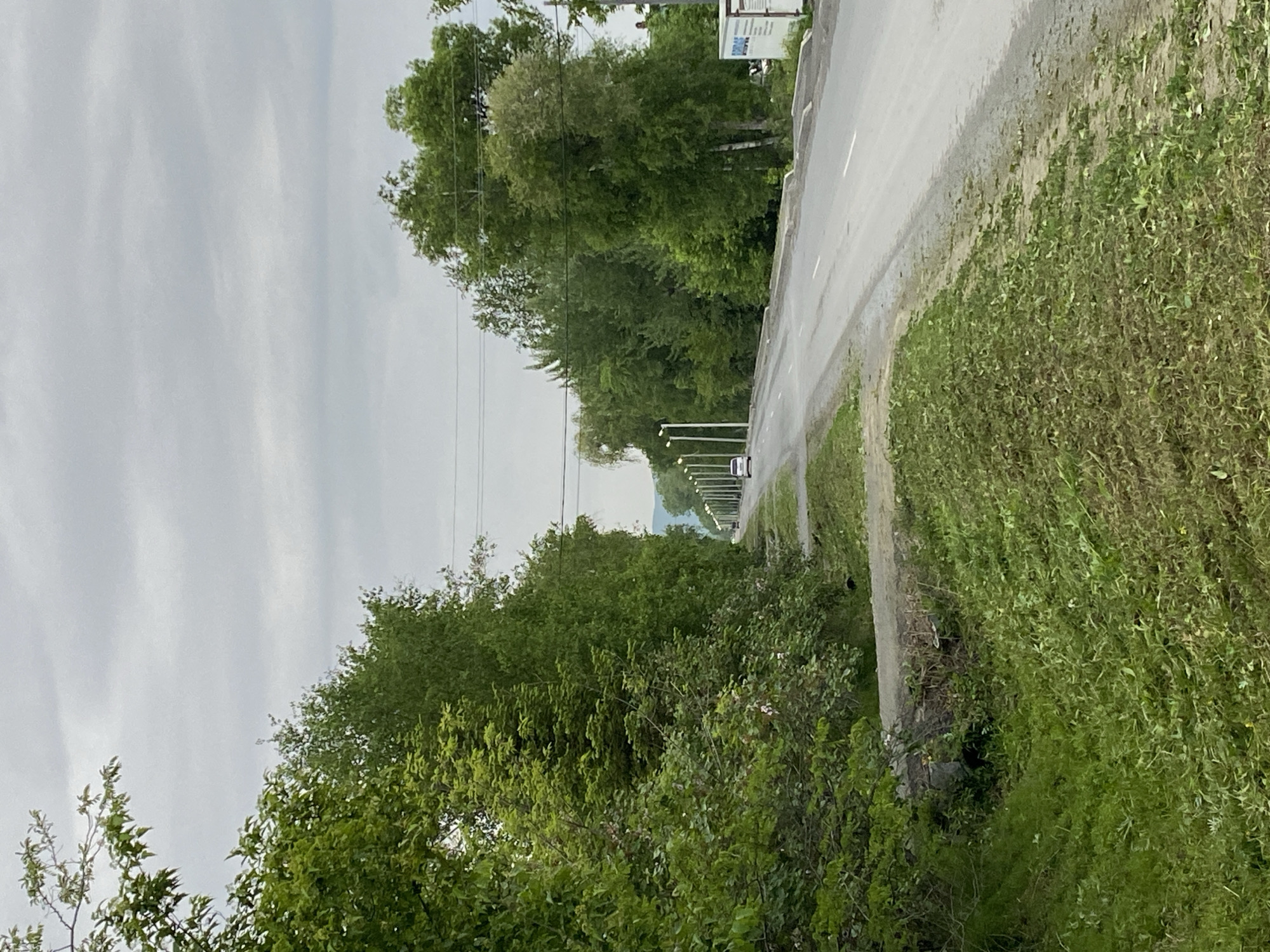 The image captures a road in Knevichi, Russia, lined with green trees and foliage. A gray road stretches into the distance, where streetlights are visible. The sky is overcast with a consistent gray color. A single vehicle is seen further down the road. Lush green vegetation dominates the foreground and sides of the road. A sign is partially visible on the right side of the road near the start of the image.