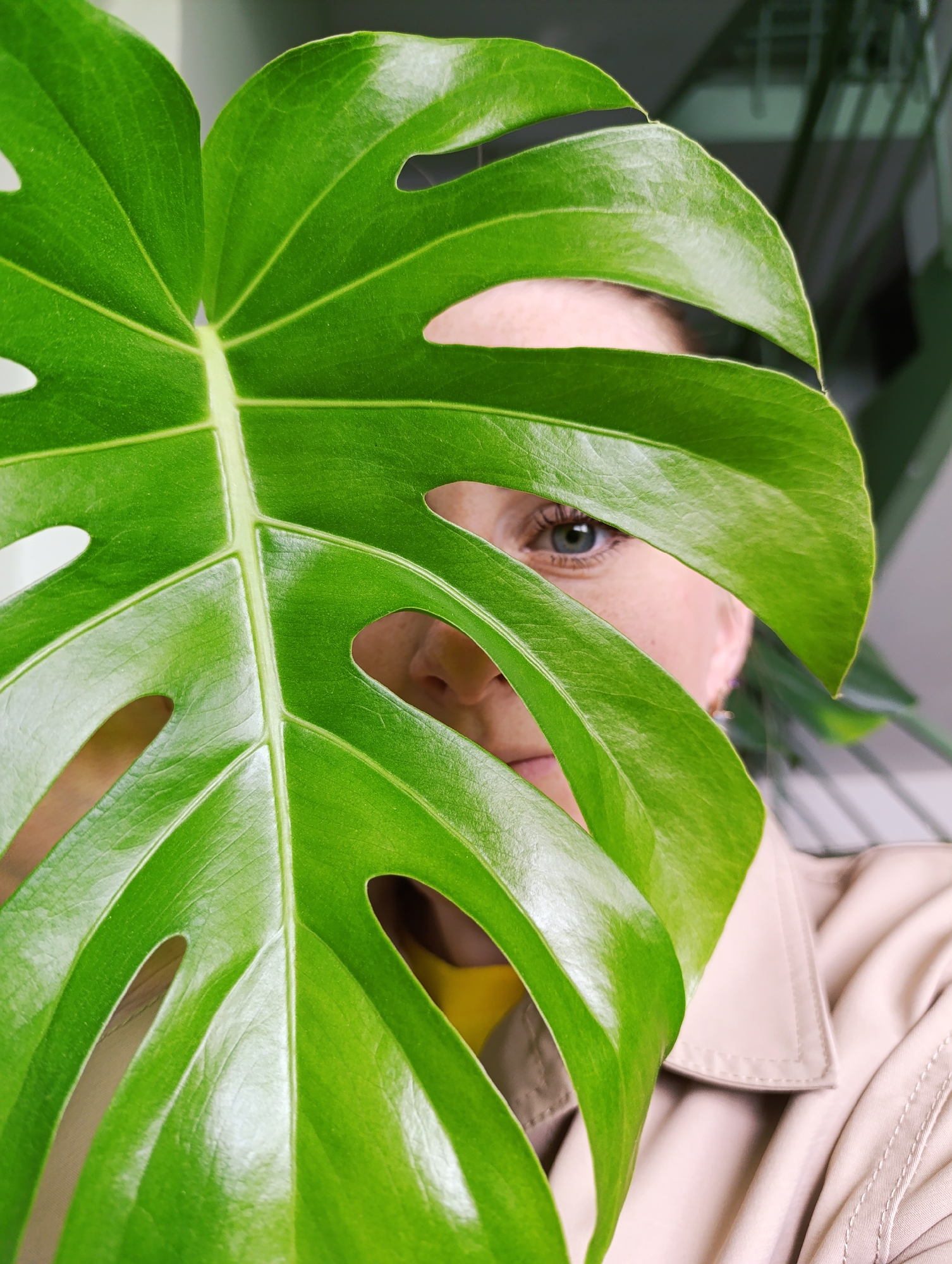 A person is partially obscured by a large, bright green Monstera leaf with prominent fenestrations (holes) and deep lobes. The person's right eye is visible, appearing light-colored. A small portion of the nose and mouth are visible. The person is wearing a yellow shirt and a tan trench coat. The background is blurred and out of focus, revealing a green object. The image is well-lit, with the light reflecting off the shiny surface of the leaf. There is no visible information to place this scene in the city of Chernogolovka, Russia.