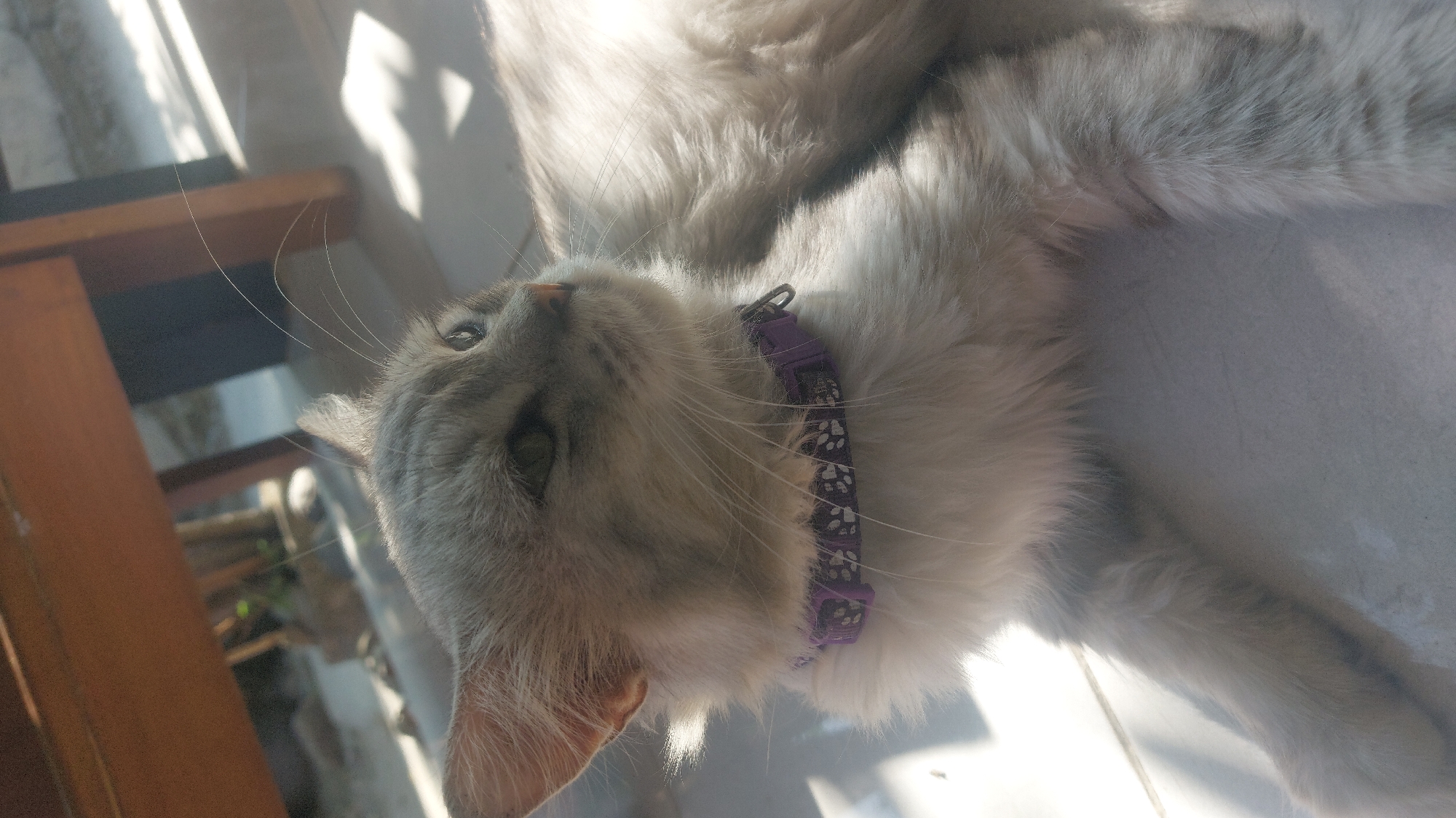 A light gray cat with a purple collar is lying on a tiled floor. Sunlight streams in from the right, casting shadows and highlighting the cat's fur. The cat is looking to the right, with its ears perked up and its eyes partially closed. In the background, there is a wooden structure and some greenery, suggesting an outdoor or semi-outdoor setting. The scene is likely within the city of Jatirogo, Indonesia, given the context provided.