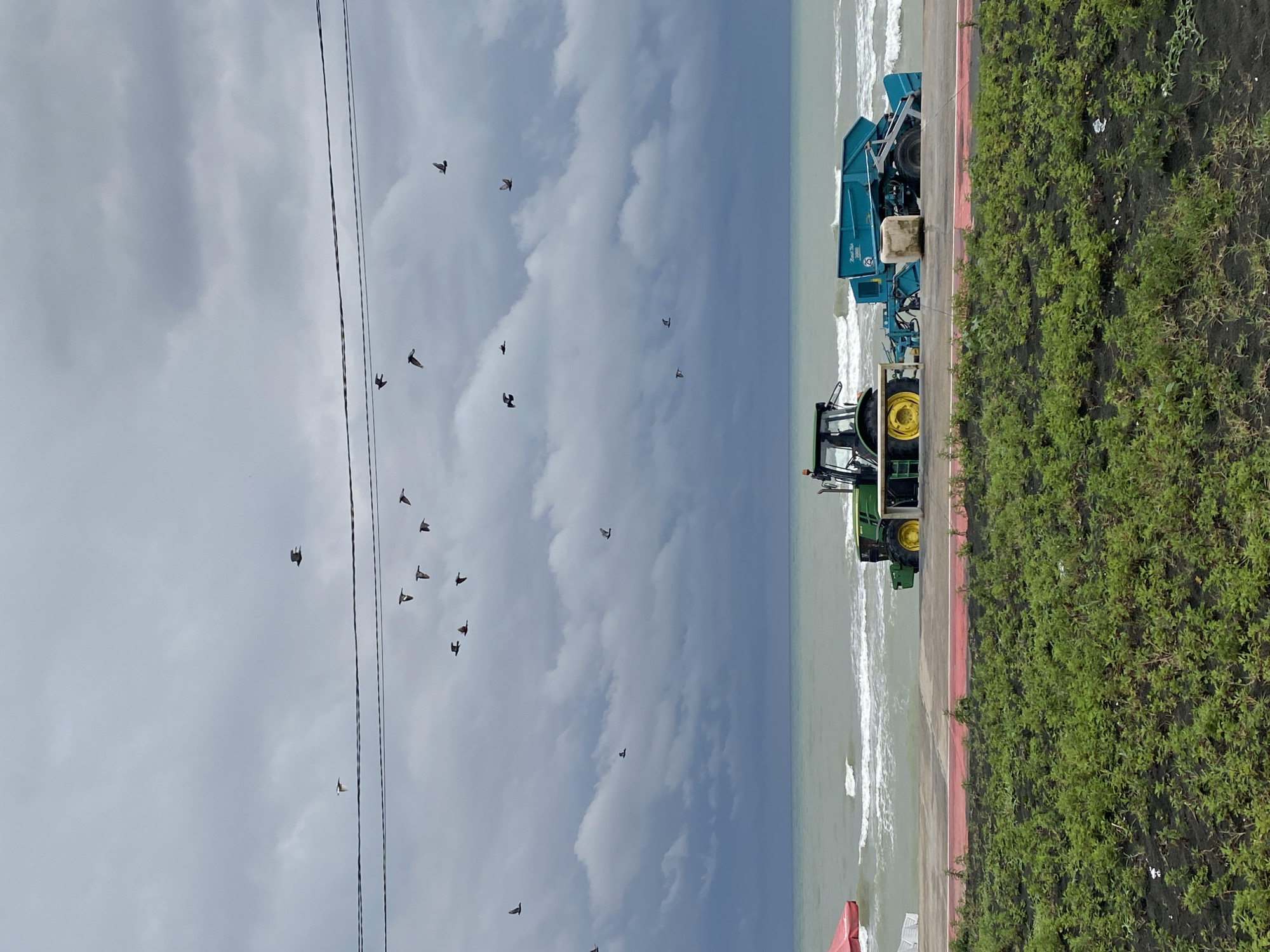This image captures a scene in Ureki, Georgia, on a cloudy day. In the foreground, lush green vegetation covers the ground. A red line separates the vegetation from a paved walkway or road. Beyond this, a green John Deere tractor is parked alongside a teal harvesting machine, both positioned on a concrete barrier at the edge of the sea. The sea itself is rough, with white waves crashing against the shore. In the sky, a flock of birds is in flight, silhouetted against the overcast clouds. A red umbrella is visible to the left, partially obscuring a white lounge chair. The presence of the tractor and harvesting equipment suggests potential maintenance or agricultural activities near the coastline.