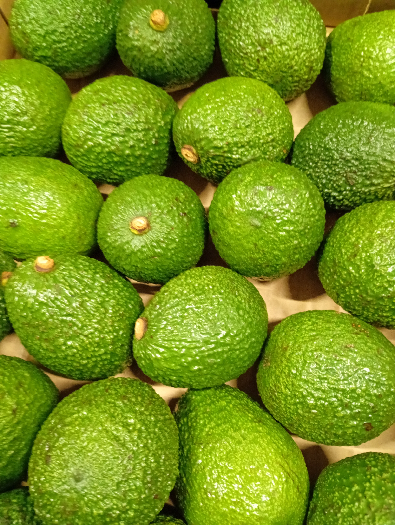 The image displays a close-up, top-down view of numerous green avocados packed together in a container. The avocados exhibit a vibrant, fresh green hue and a distinctively bumpy, pebbled texture on their skin. Several avocados still have small, dry stem remnants attached at their apex. They are tightly arranged, filling the majority of the frame, with individual shapes varying from round to slightly pear-like.
The background consists of a light brown, somewhat dull surface, suggesting the avocados are resting within a cardboard box or crate. There are no people visible, and no specific activity is taking place; the image simply captures the static presentation of the produce. The lighting is bright and even, accentuating the natural color and surface details of the avocados. No text is visible within the image. While the provided context is Kabile, Bulgaria, there are no visual cues within the image itself to confirm this location. The focus is solely on the quantity and appearance of the fresh fruit.