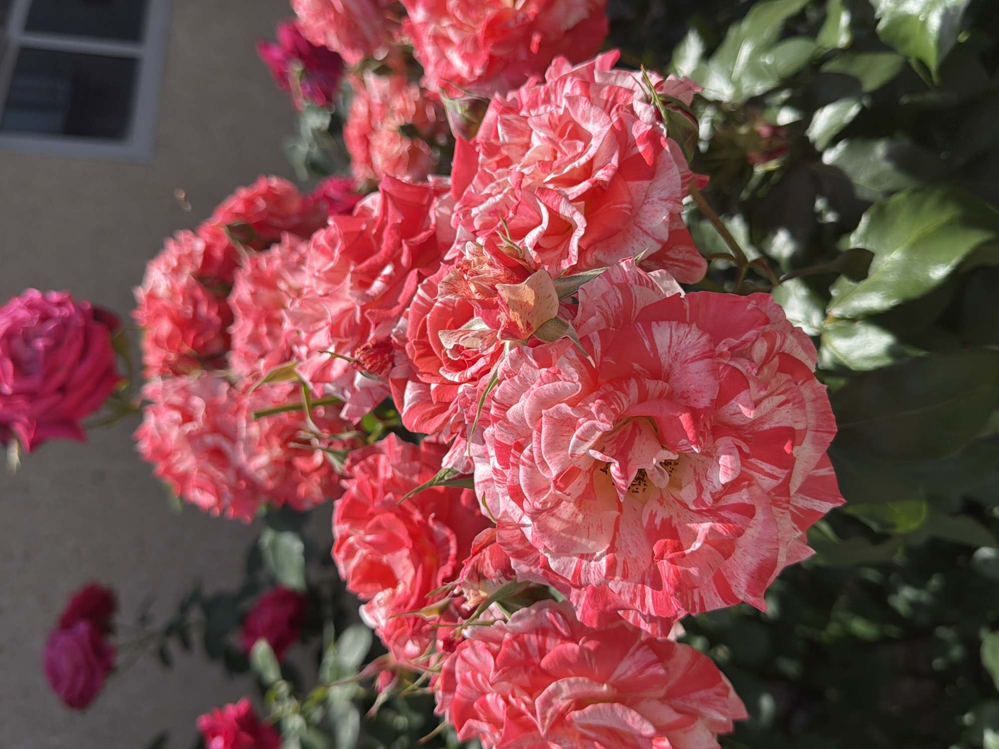 A close-up shot of a cluster of roses with red and white striped petals fills the foreground of the image. The roses are in full bloom, with many layers of delicate petals. The background is blurred, showing more roses in softer focus and a hint of a building with a window. The scene appears to be outdoors, likely in a garden setting. The image does not contain any information about Oryahovo, Bulgaria.