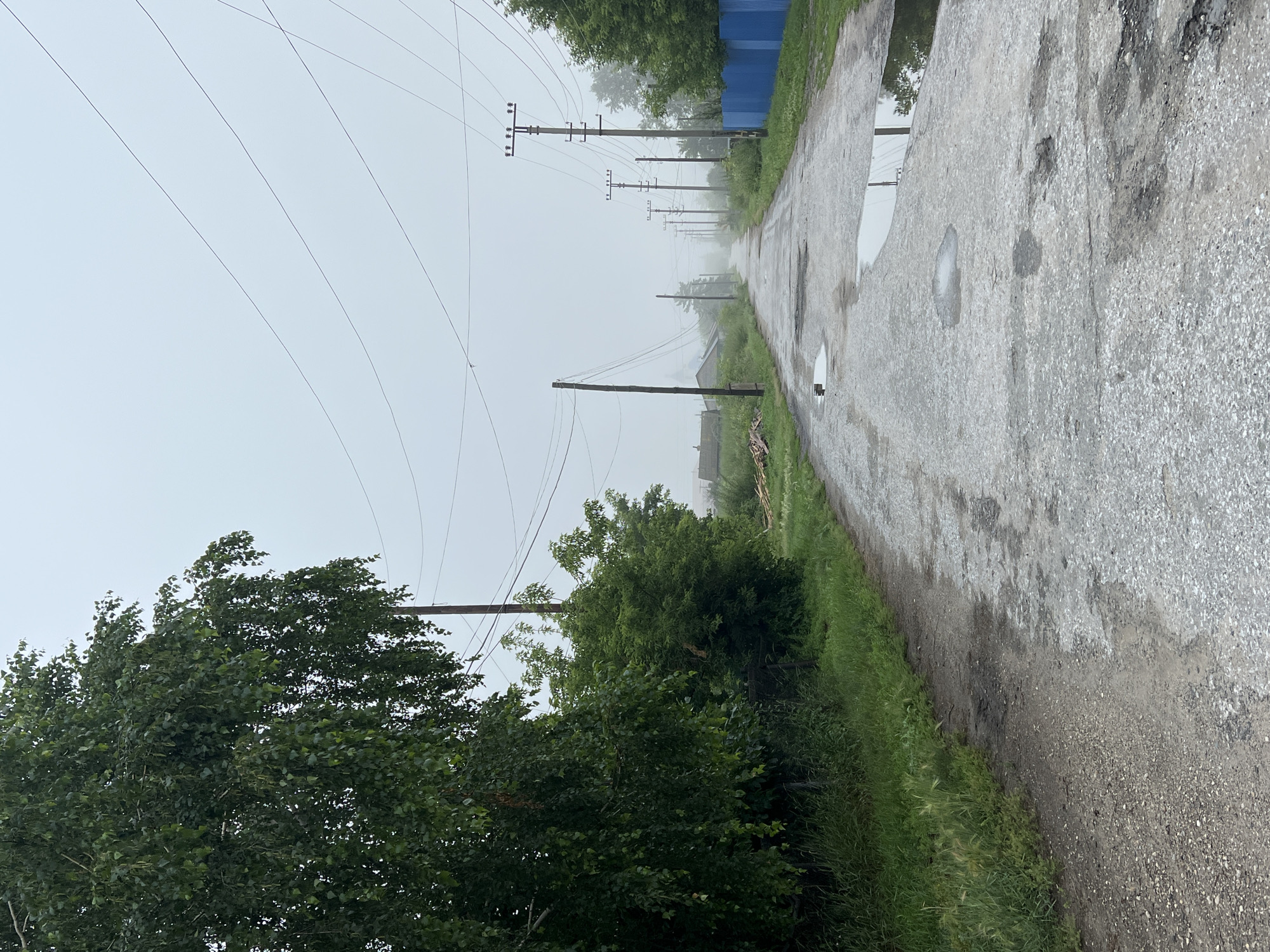 A narrow, asphalt road winds through a rural settlement in Pivkino, Russia. The road surface is in poor condition, with visible potholes and puddles reflecting the overcast sky and surrounding vegetation. Dense green trees and bushes line the left side of the road, with a tall birch tree in the foreground. On the right side, a blue fence is visible in the mid-ground. Numerous utility poles with power lines stretch along the road, disappearing into a thick fog that obscures the horizon and a few distant houses and structures. The overall atmosphere is one of quiet, damp, and slightly melancholic rural life under a misty sky. There are no people or animals visible in the scene.