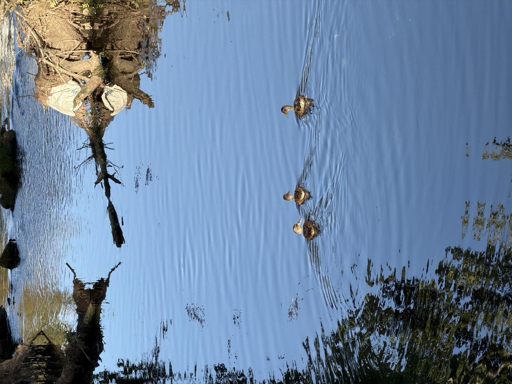 The image depicts a natural scene with a body of water and surrounding vegetation. In the foreground, three ducks are swimming in formation, leaving ripples in the blue water. The water's surface reflects the blue sky and some of the surrounding greenery. In the background, there are fallen trees and branches partially submerged in the water, along with rocks. One of the fallen trees has debris entangled in its roots, including what appears to be a white tarp. The environment suggests a river or stream in a natural setting, possibly within the periphery of a city like Esch-sur-Alzette, Luxembourg, where such mixed natural and semi-natural environments can be found.
