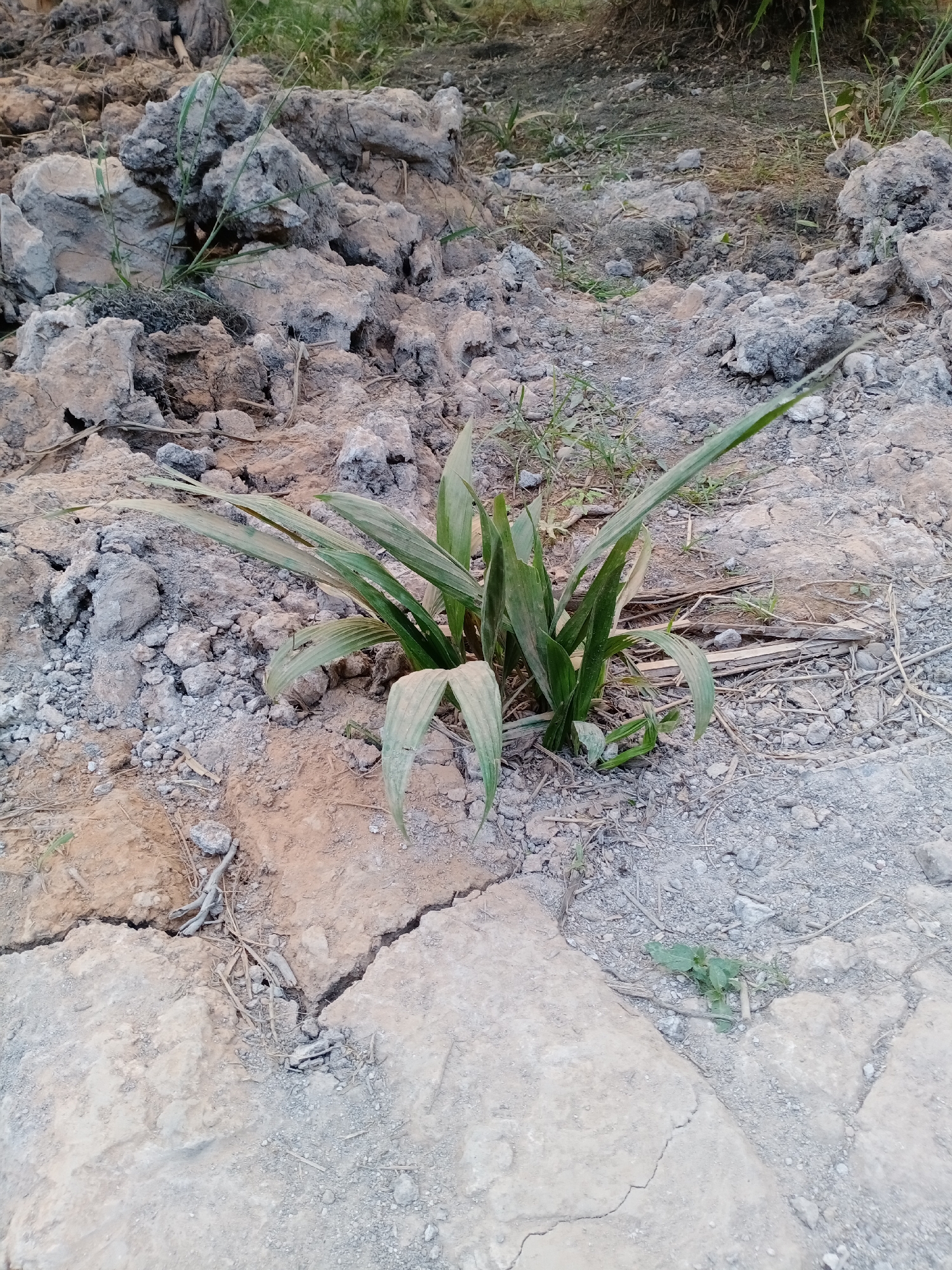 An overhead medium shot captures a patch of parched earth. A small cluster of green, sword-like leaves sprouts from the dry, cracked ground. Scattered around the plant are various sizes of rocks and pebbles, ranging from light grey to brown. In the background, more rocky terrain and sparse green vegetation are visible.