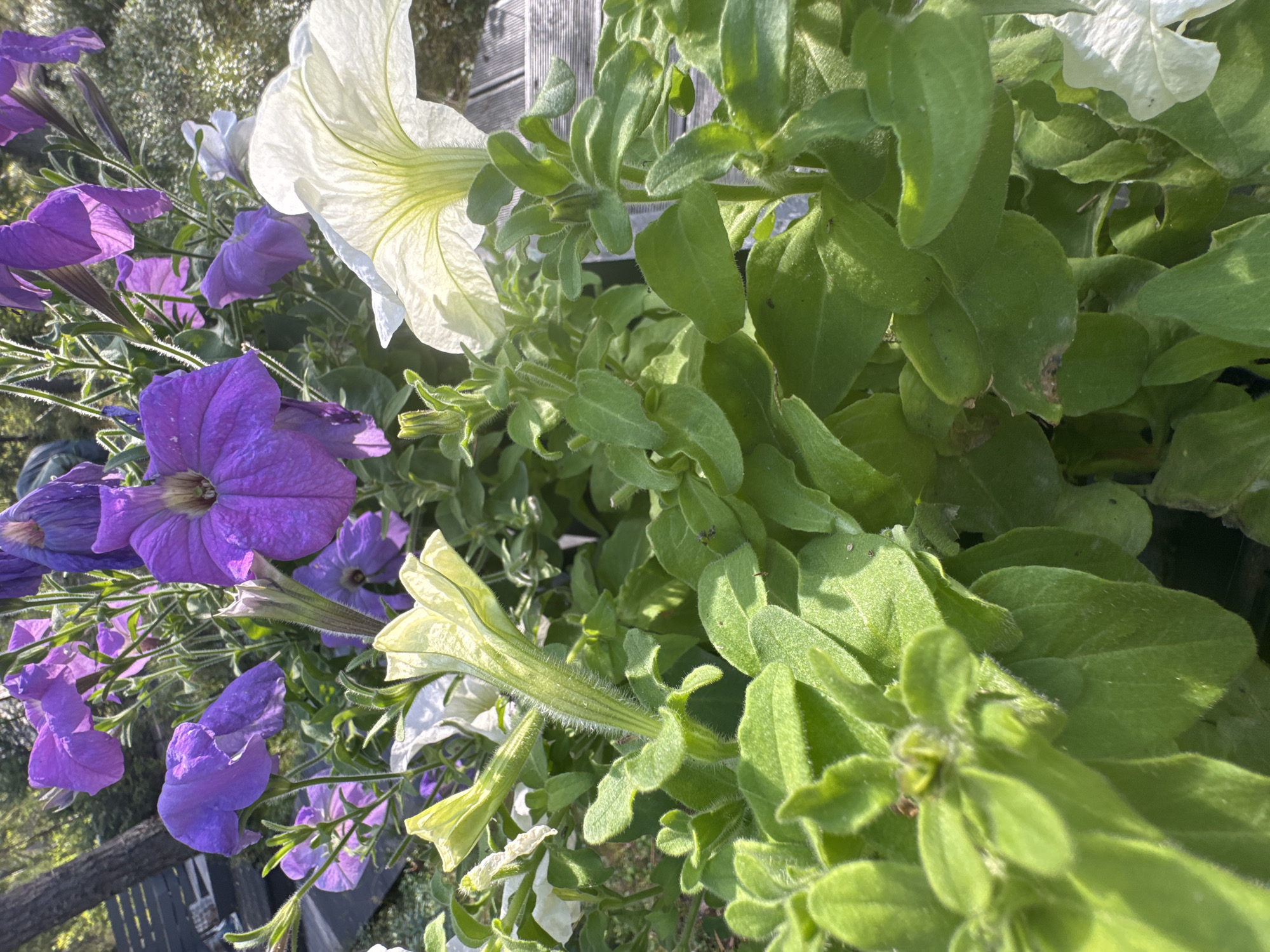 The image shows a close-up of several petunia flowers in various shades of purple and white, along with lush green foliage. The flowers are in bloom, with some fully open and others still budding. The lighting suggests it is daytime, possibly in the late morning or early afternoon, with sunlight filtering through the leaves and highlighting the delicate textures of the petals. In the background, a hint of a wooden structure and some out-of-focus greenery can be seen, suggesting an outdoor setting, likely a garden or patio. There are no people visible in the image. The composition is natural and unposed, focusing on the beauty of the flowers and plants. The location in Arfa, Russia is not determinable from the visual information provided in the image.