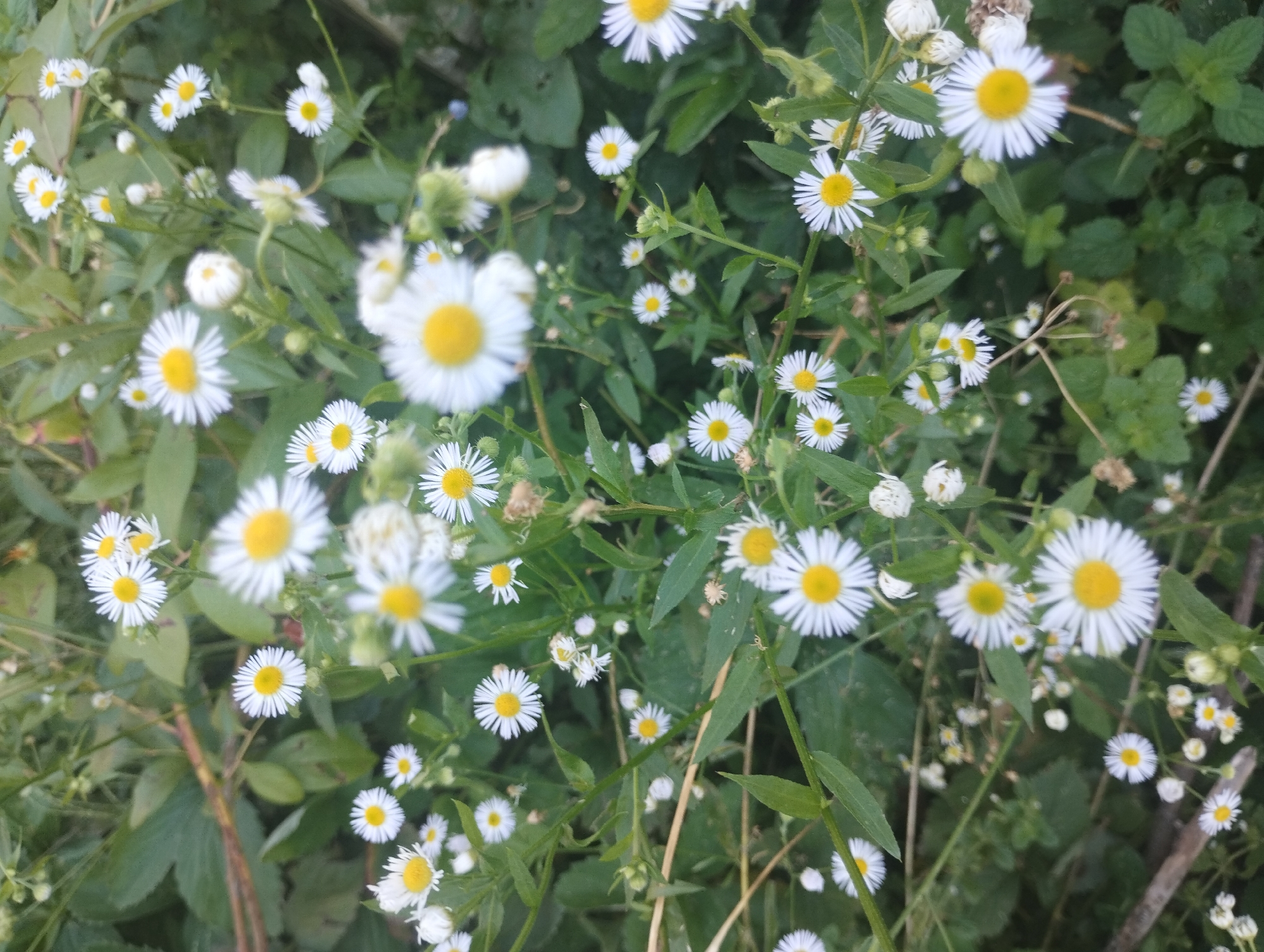 The image shows a close-up view of a patch of wild daisies in a natural setting, possibly a park or a field, with lush green foliage surrounding them. The flowers are small, with white petals radiating from bright yellow centers. The lighting suggests it is daytime, with some shadows indicating overhead foliage. The composition is a naturalistic arrangement of these wildflowers. There are no people, man-made structures, or any indication of the city of Sumy, Ukraine present in the image.