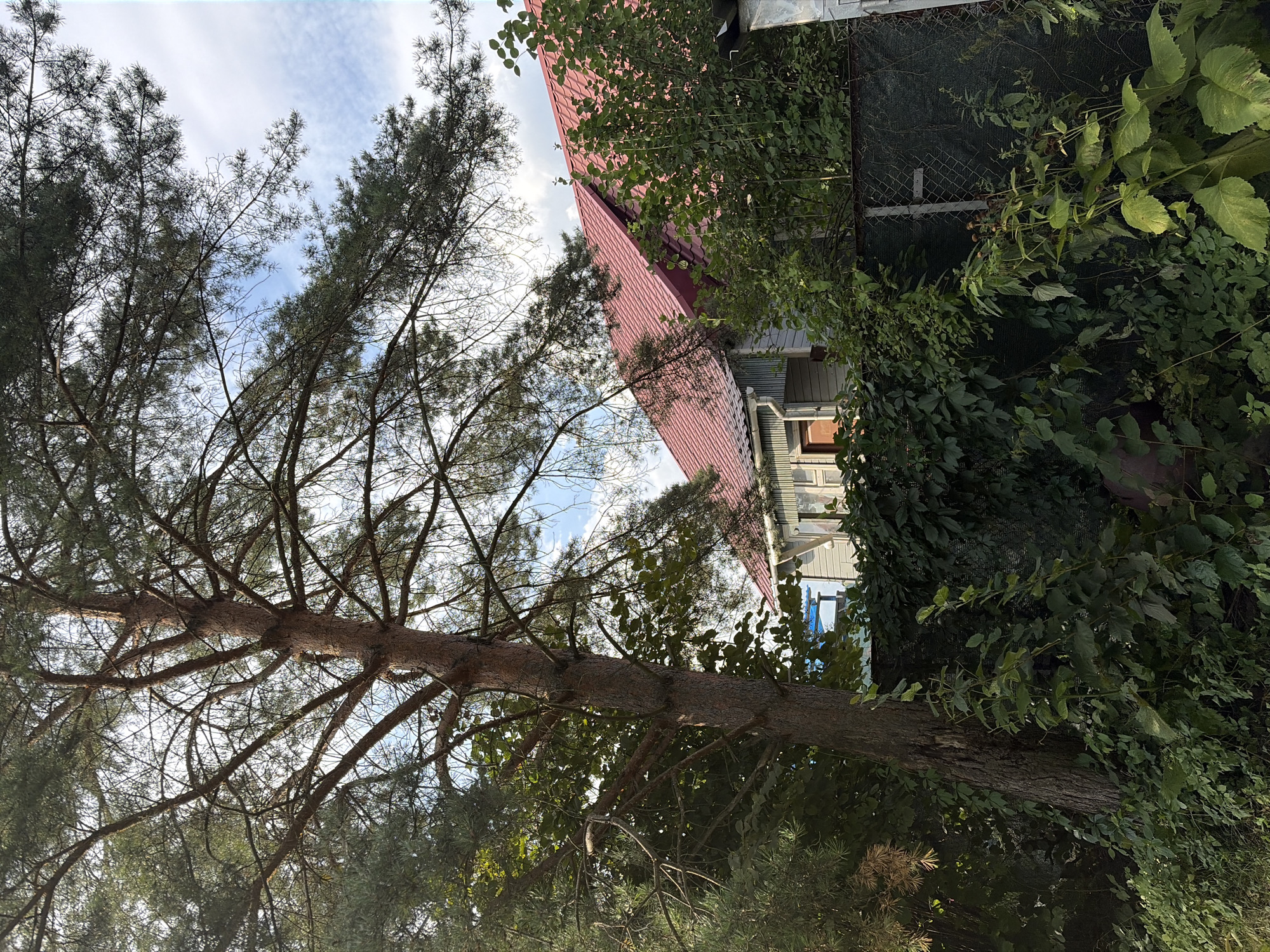 A low-angle outdoor shot captures a rural scene in Электротехник Снт, Russia, dominated by a large pine tree in the foreground, its trunk a textured brown and its branches reaching across the frame. Behind the tree, a house with a red, pitched roof and light-colored siding is partially visible, with a dark brown door and windows reflecting the sky. Dense green foliage, including ivy climbing a chain-link fence, covers the ground and surrounds the house, creating a sense of an overgrown, natural setting. The sky above is a mix of blue with scattered white clouds.