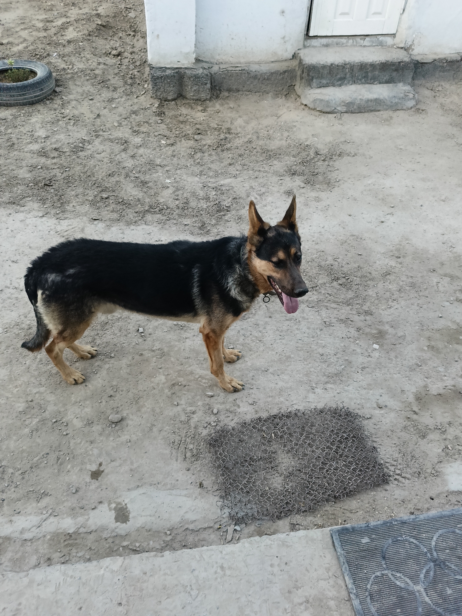 A German Shepherd dog stands on a dirt and concrete surface in what appears to be an outdoor yard. The dog is facing to the right, with its tongue hanging out. It has black and tan fur. In the background, there is a white-painted building with a door and a set of concrete steps. To the left of the dog, there is a discarded tire with a small plant growing inside it. In the foreground, there are two mats on the ground, one made of wire mesh and the other a ribbed mat. The overall environment suggests a somewhat unkempt residential area, possibly in the city of Tasboget, Kazakhstan.