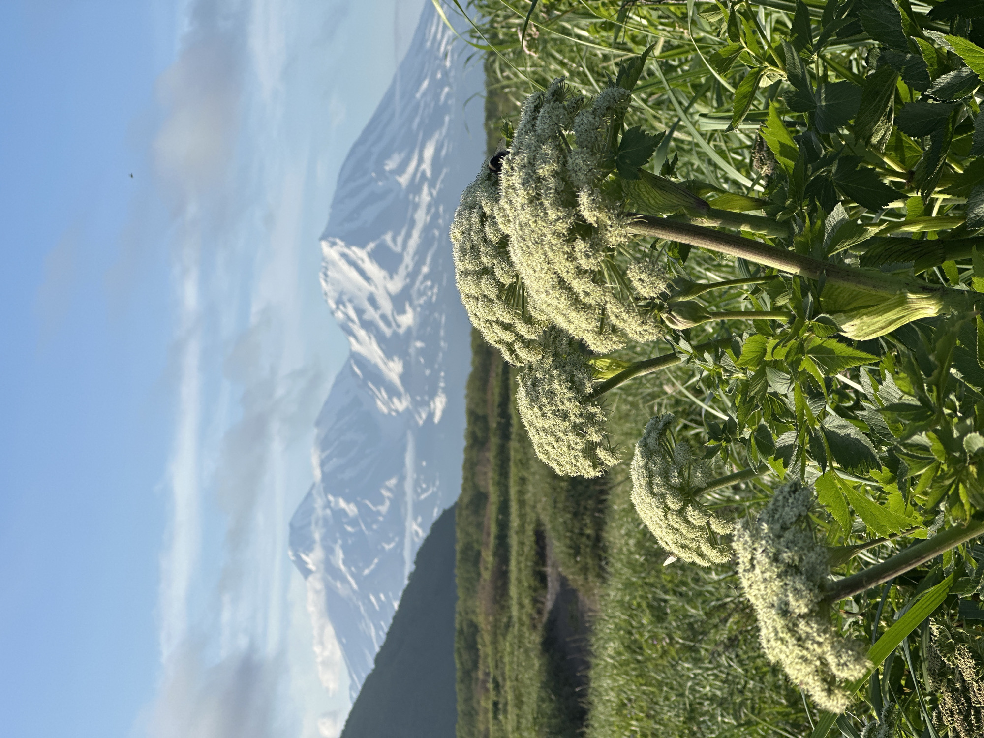 This image features a close-up view of a flowering plant with large, umbrella-shaped white flower clusters, likely Angelica. A bee is visible on one of the flower heads. In the background, snow-capped mountains rise against a bright blue sky with scattered clouds. The foreground is dominated by lush green foliage, suggesting a natural, possibly wild, environment. The orientation of the image is vertical.
The scene appears to be set during the daytime, with bright sunlight illuminating the landscape. The presence of snow on the mountains indicates a cooler climate, possibly a mountainous region. Given the location context of Petropavlovsk-Kamchatsky, Russia, the mountains could be the volcanoes of the Kamchatka Peninsula. The overall mood is one of natural beauty and serenity, with the vibrant green of the plants contrasting with the stark white of the snow and the clear blue of the sky. There is no visible text in the image.