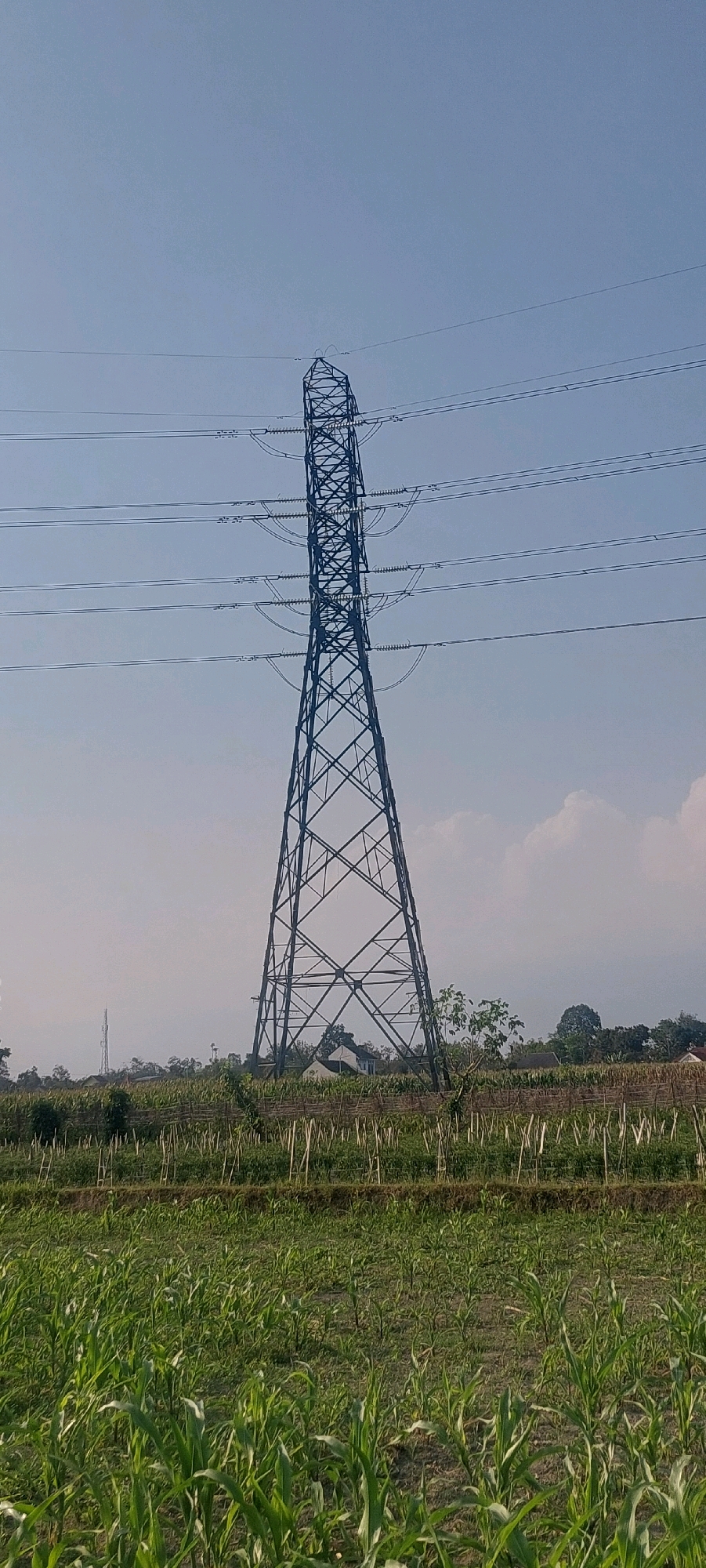 A tall, dark blue lattice electricity pylon stands centrally in the frame, silhouetted against a pale blue sky. Multiple power lines extend horizontally from the pylon across the upper portion of the image. The lower half of the image depicts a cultivated field. In the foreground, lush green young corn stalks grow densely. Behind the corn, a second row of crops, possibly beans or peppers, is planted in neat rows, supported by thin bamboo stakes. Further in the background, a line of trees and some buildings are visible, with a smaller pylon in the distance to the left. The scene appears to be an outdoor rural landscape under a clear sky.