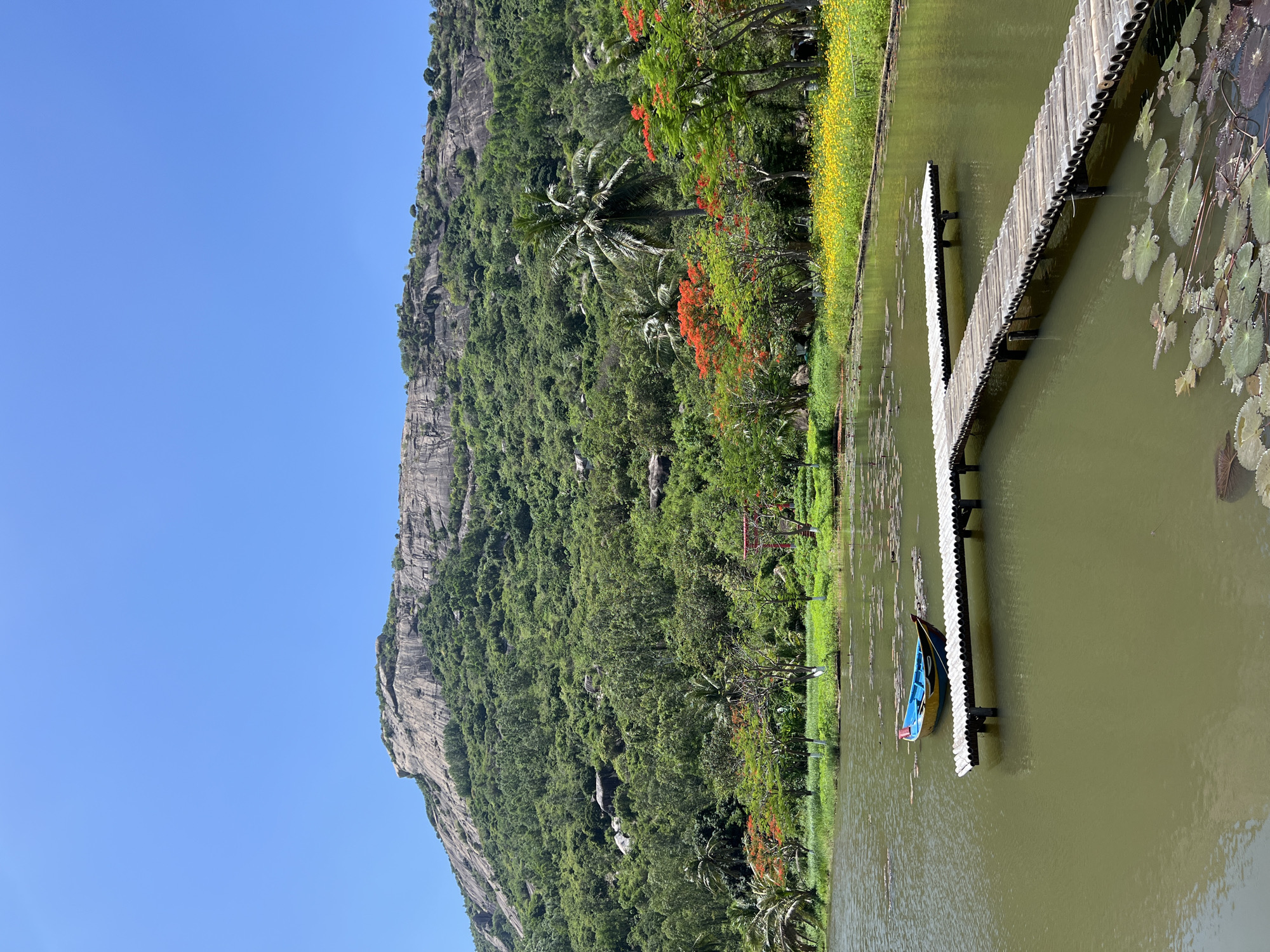 This image depicts a serene natural landscape in the city of Nam Cam Ranh, Vietnam, under a clear, brilliant blue sky. A large, rugged mountain dominates the background, featuring prominent bare grey rock faces on its upper slopes and dense green tropical vegetation covering its lower sections. Scattered large boulders are visible amidst the trees on the mountain's mid-slopes.
In the midground, bordering a calm body of water, is a vibrant strip of diverse flora. This includes several tall palm trees, numerous trees with brilliant orange-red blossoms (likely flamboyant trees), and patches of smaller yellow flowering plants along the far right bank. A partially obscured red, gate-like structure is visible through the foliage on the left bank.
The foreground is occupied by a murky olive-green lake, featuring clusters of water lily pads, some green and some reddish-brown, floating on its surface. Extending from the right side of the frame, a wooden pier, constructed from cylindrical segments (possibly bamboo or pipe) laid horizontally, zigzags into the water. A small, unoccupied boat is moored near the pier; its hull is painted bright blue above and yellow below, with a red trim. No people are present in the scene. The lighting suggests bright daylight conditions.