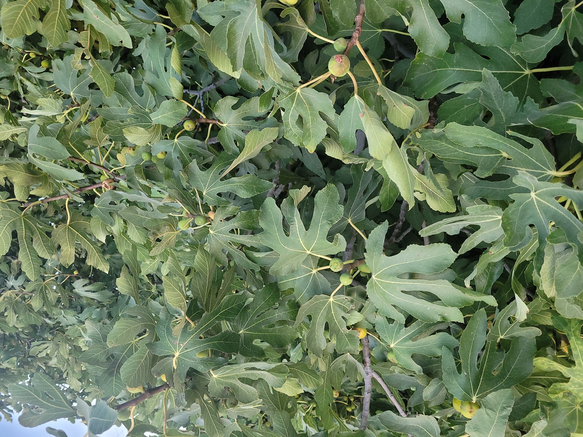 This image, taken in Kolossi, Cyprus, shows a close-up view of a fig tree laden with developing green figs. The foreground is dominated by the large, lobed leaves of the fig tree, which are a vibrant green and have a characteristic palmate shape with prominent veins. Several small, green figs are visible amidst the foliage, some appearing to be still growing, while others are partially obscured by leaves. The branches of the tree are visible in places, their bark appearing rough and brown. The overall impression is one of abundant growth and the natural beauty of a fruit-bearing tree in its environment.